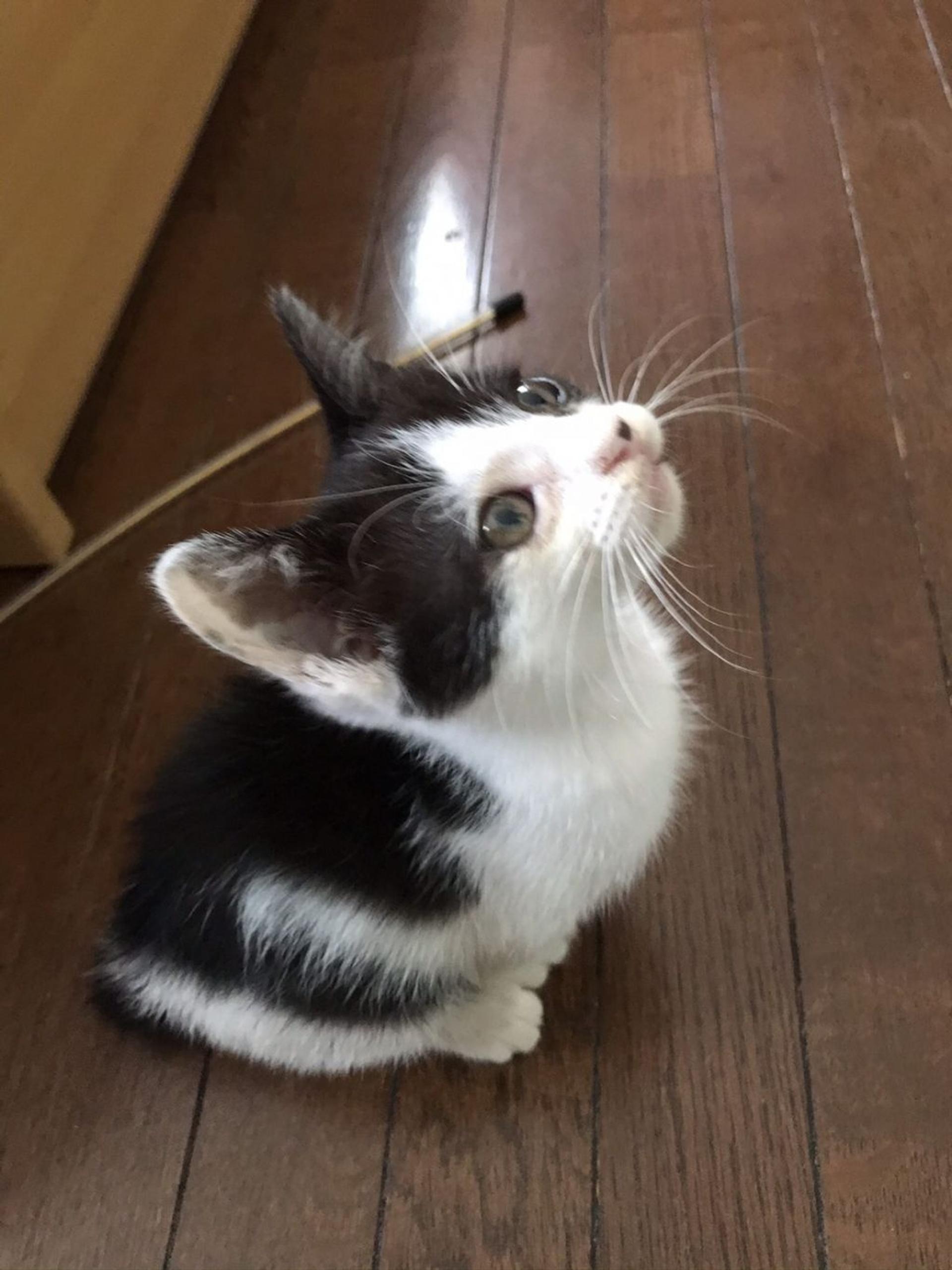 pet-image-2
