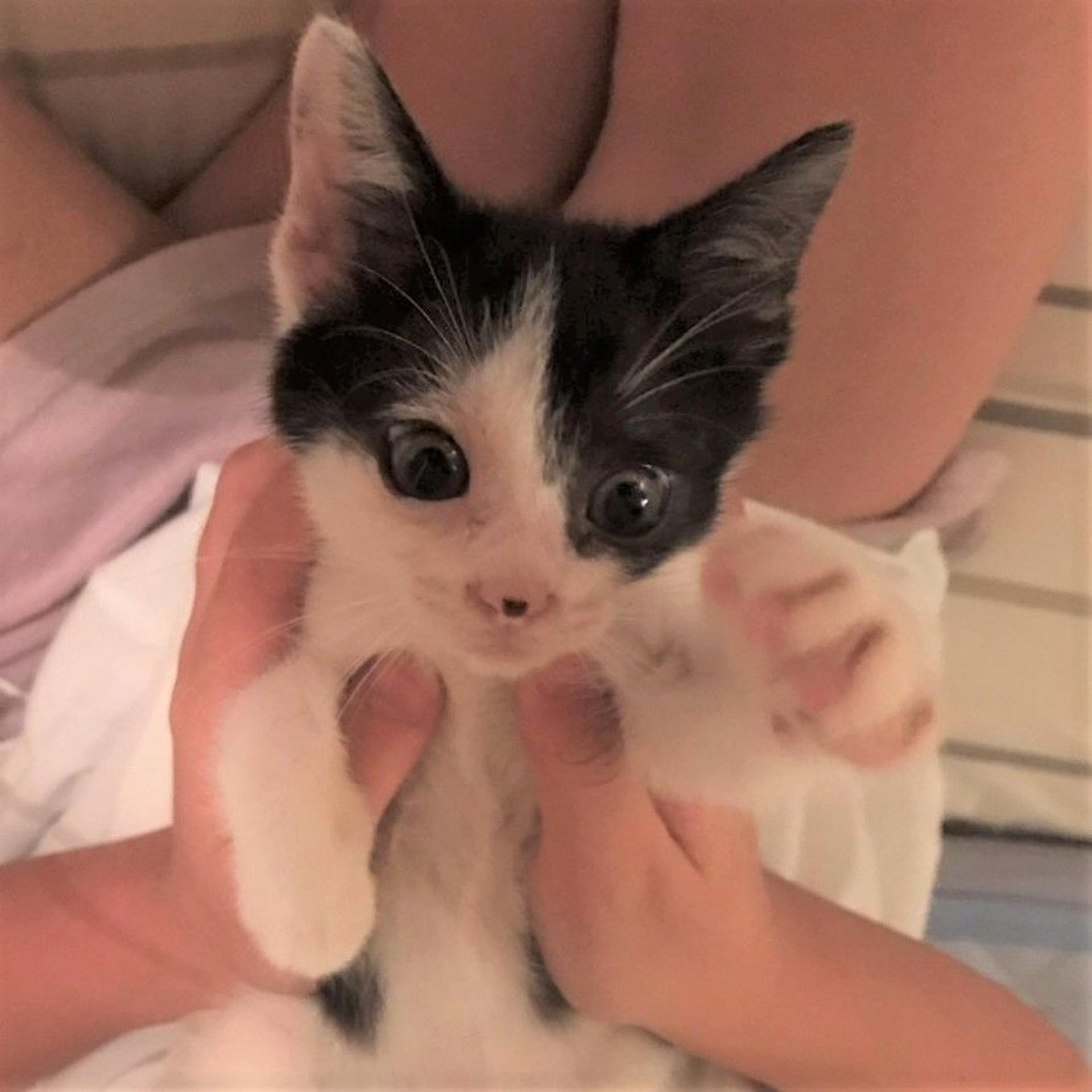 pet-image-3