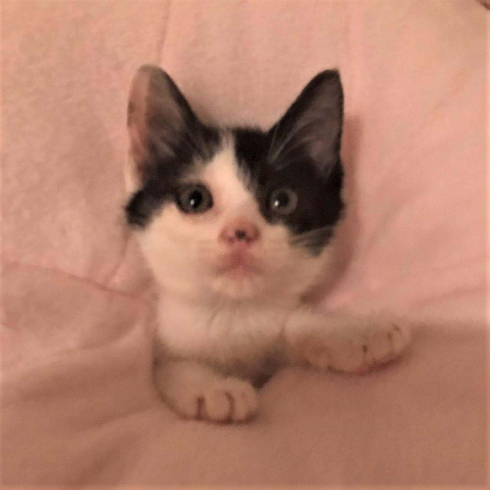 pet-image-4