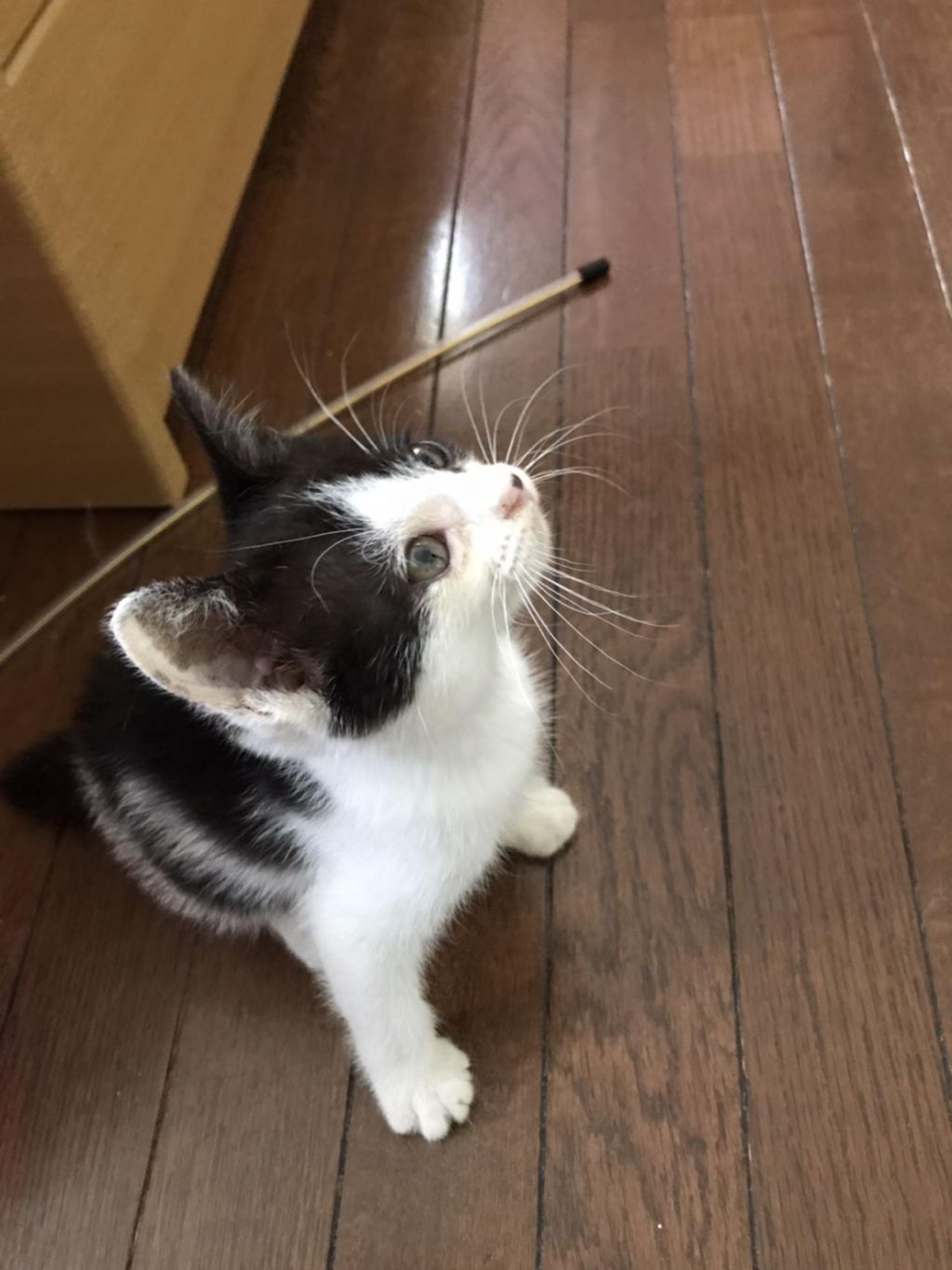 pet-image-6