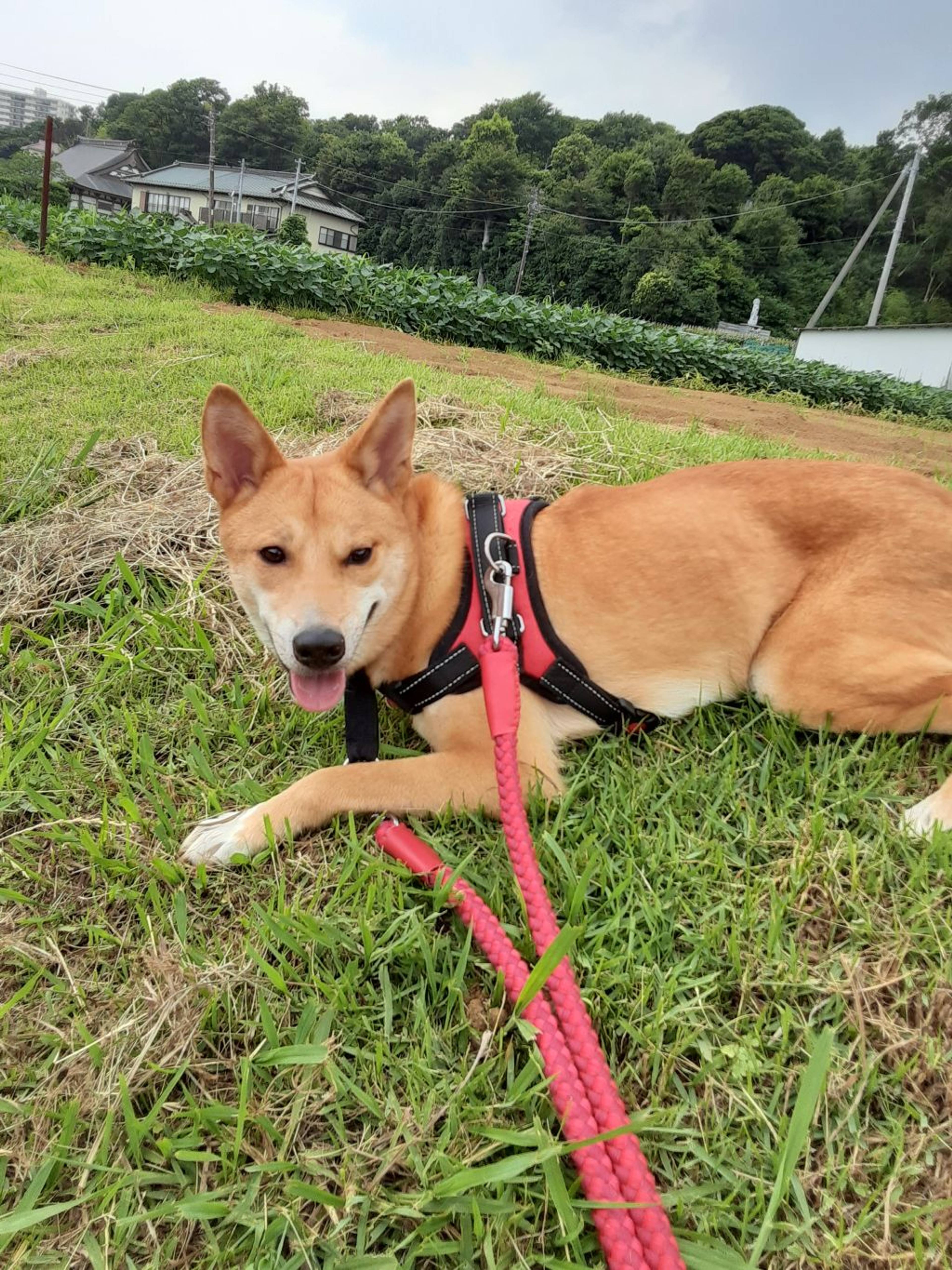 雑種（ミックス犬）・メスの里親募集の写真