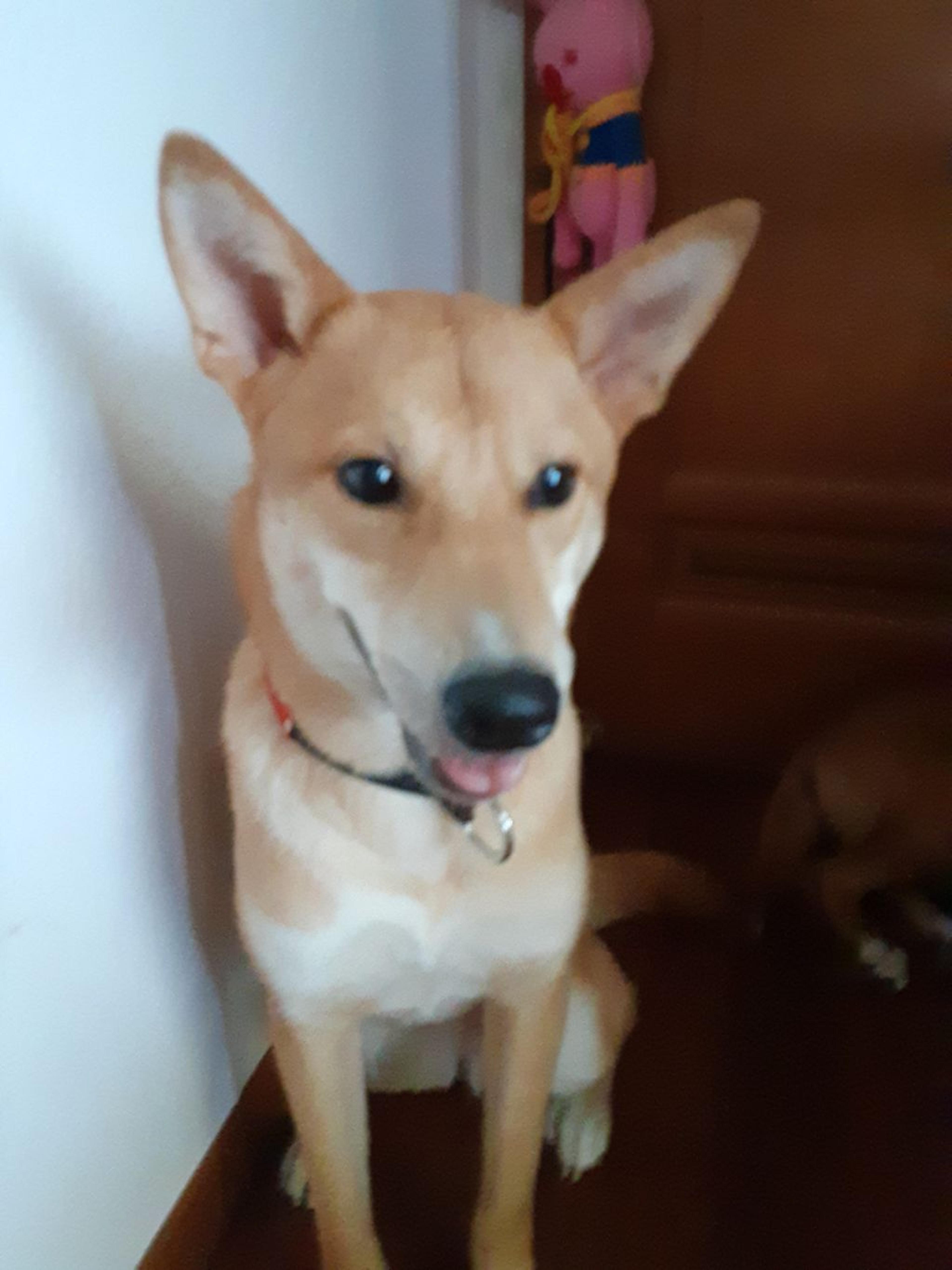 pet-image-2