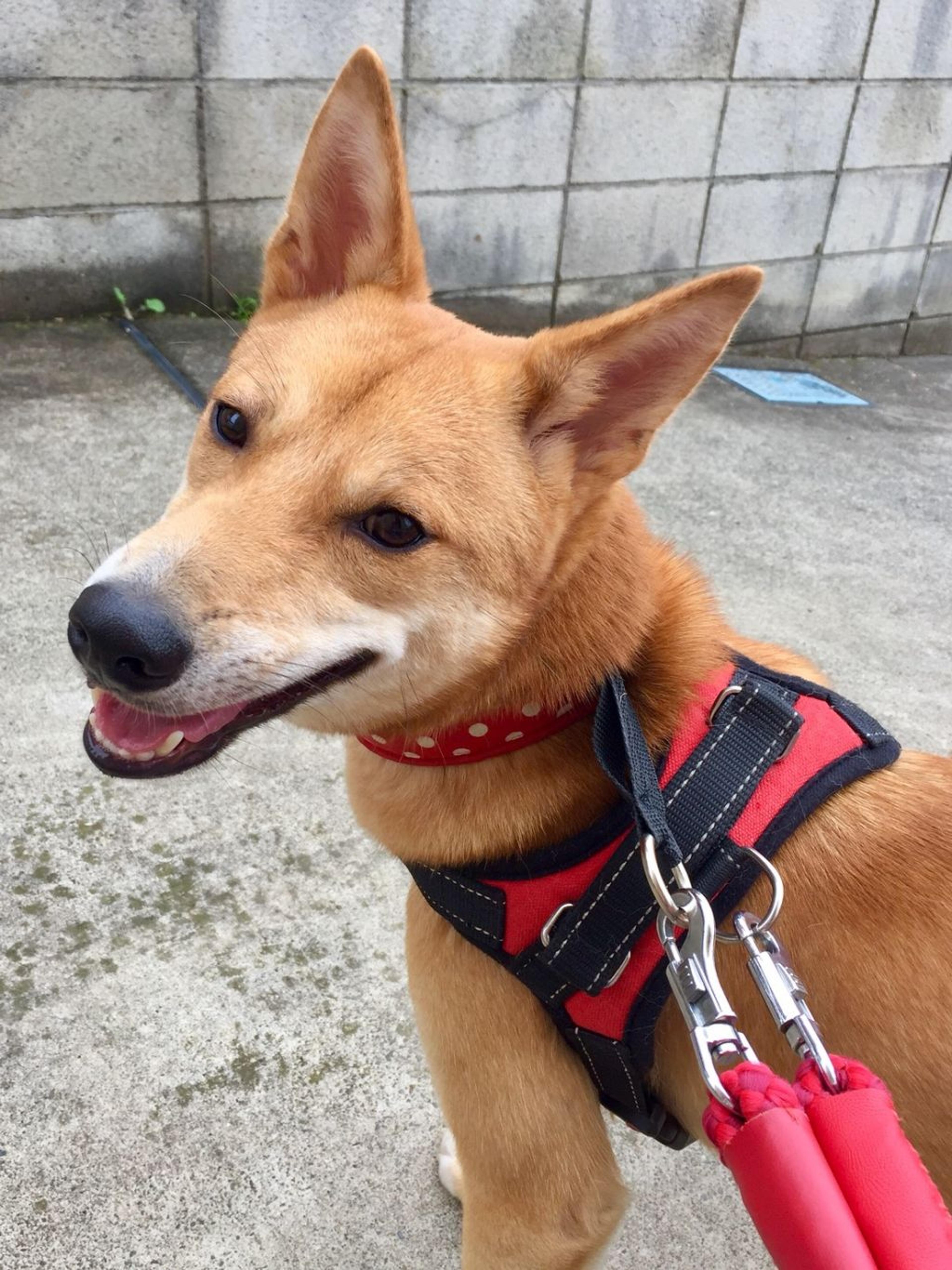 pet-image-3