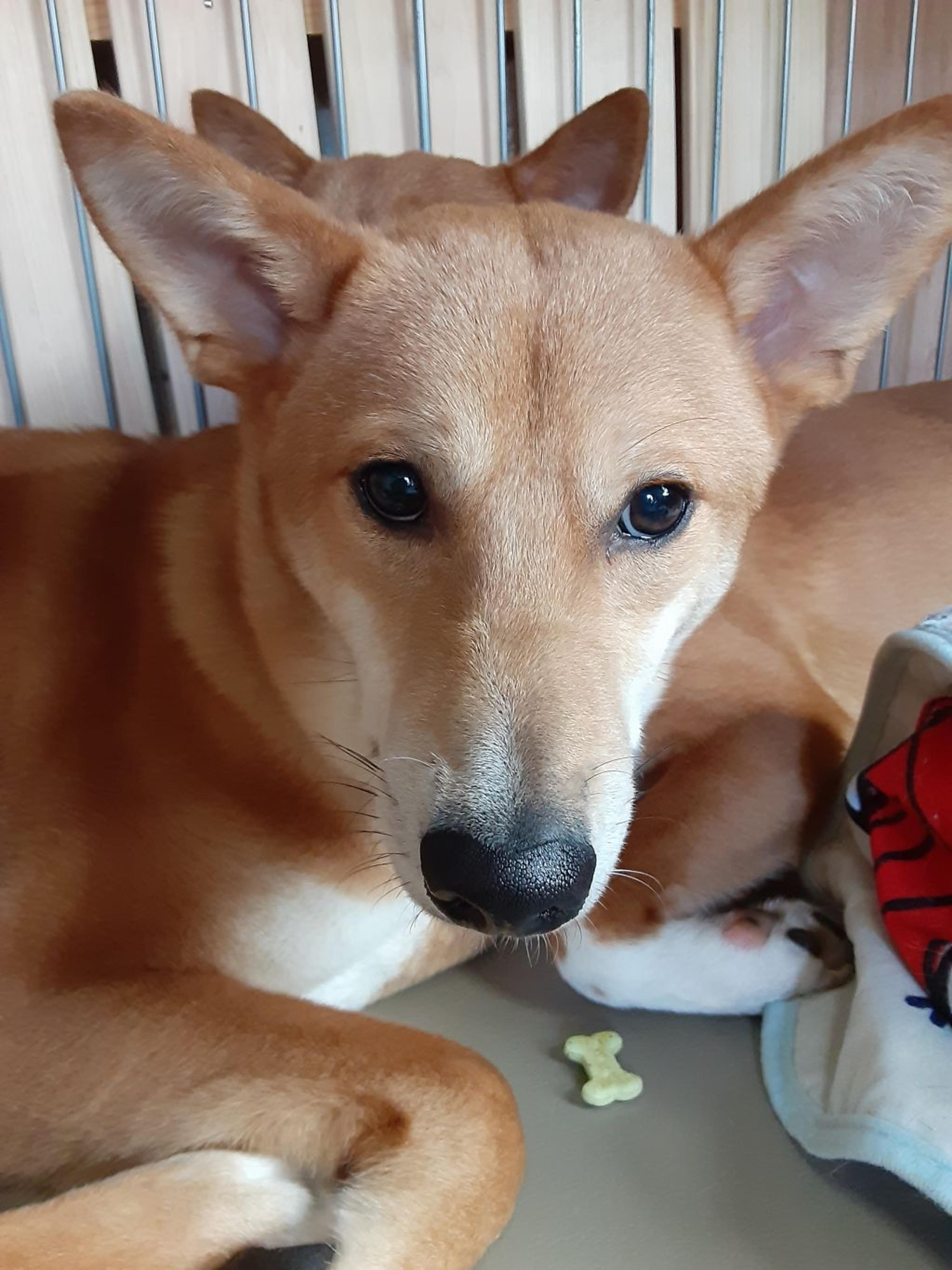 pet-image-4