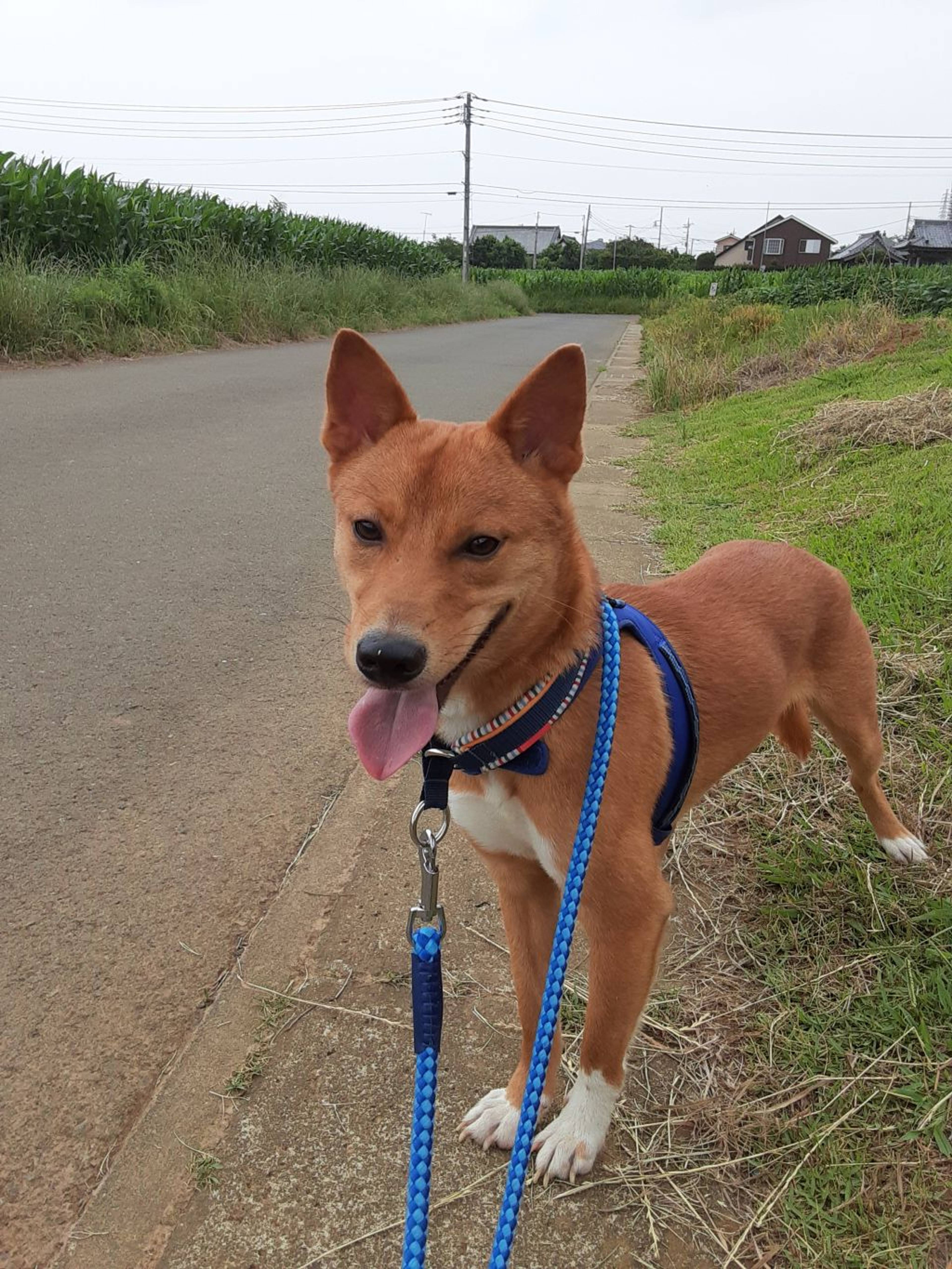 雑種（ミックス犬）・オスの里親募集の写真