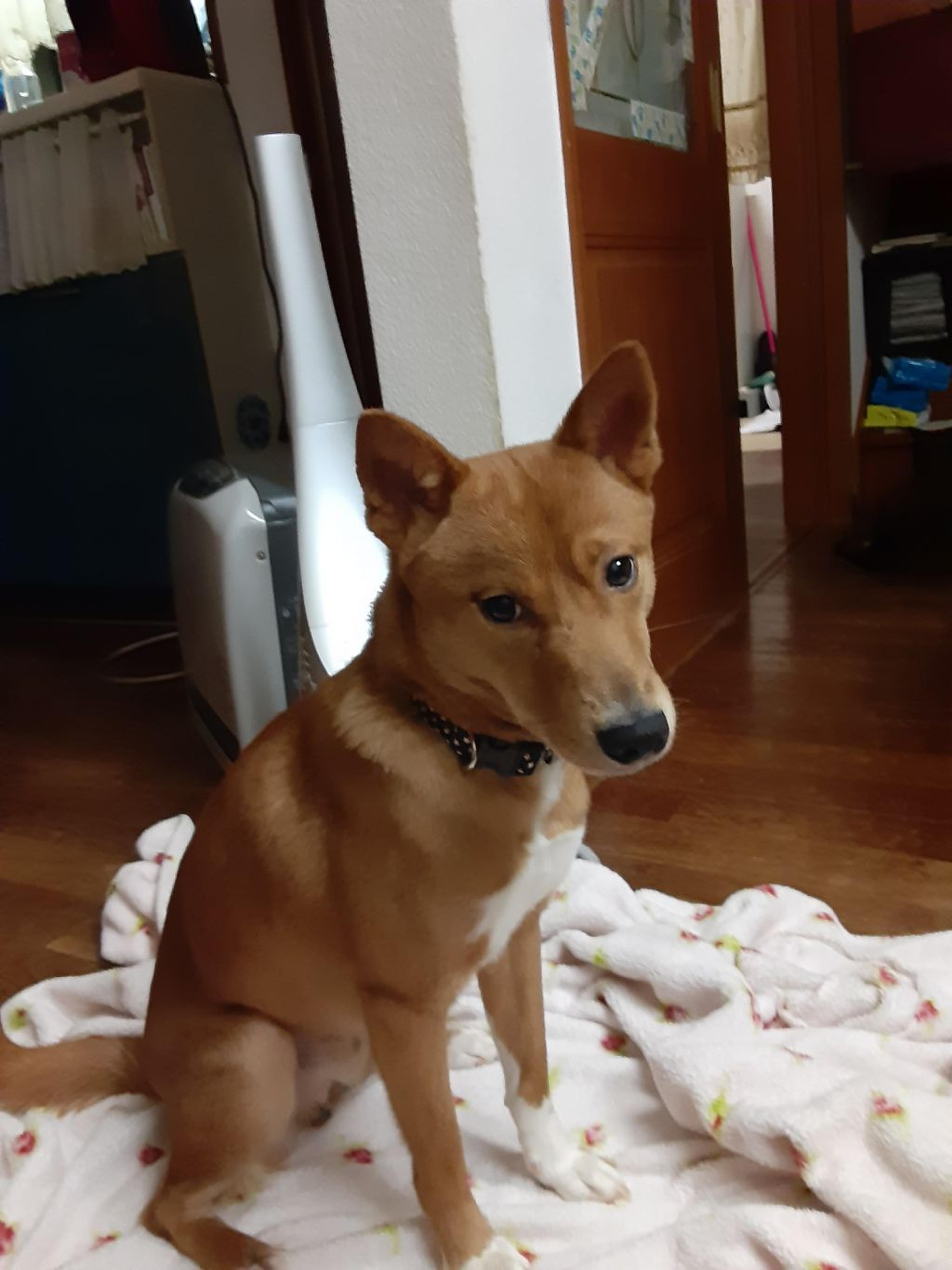 pet-image-2