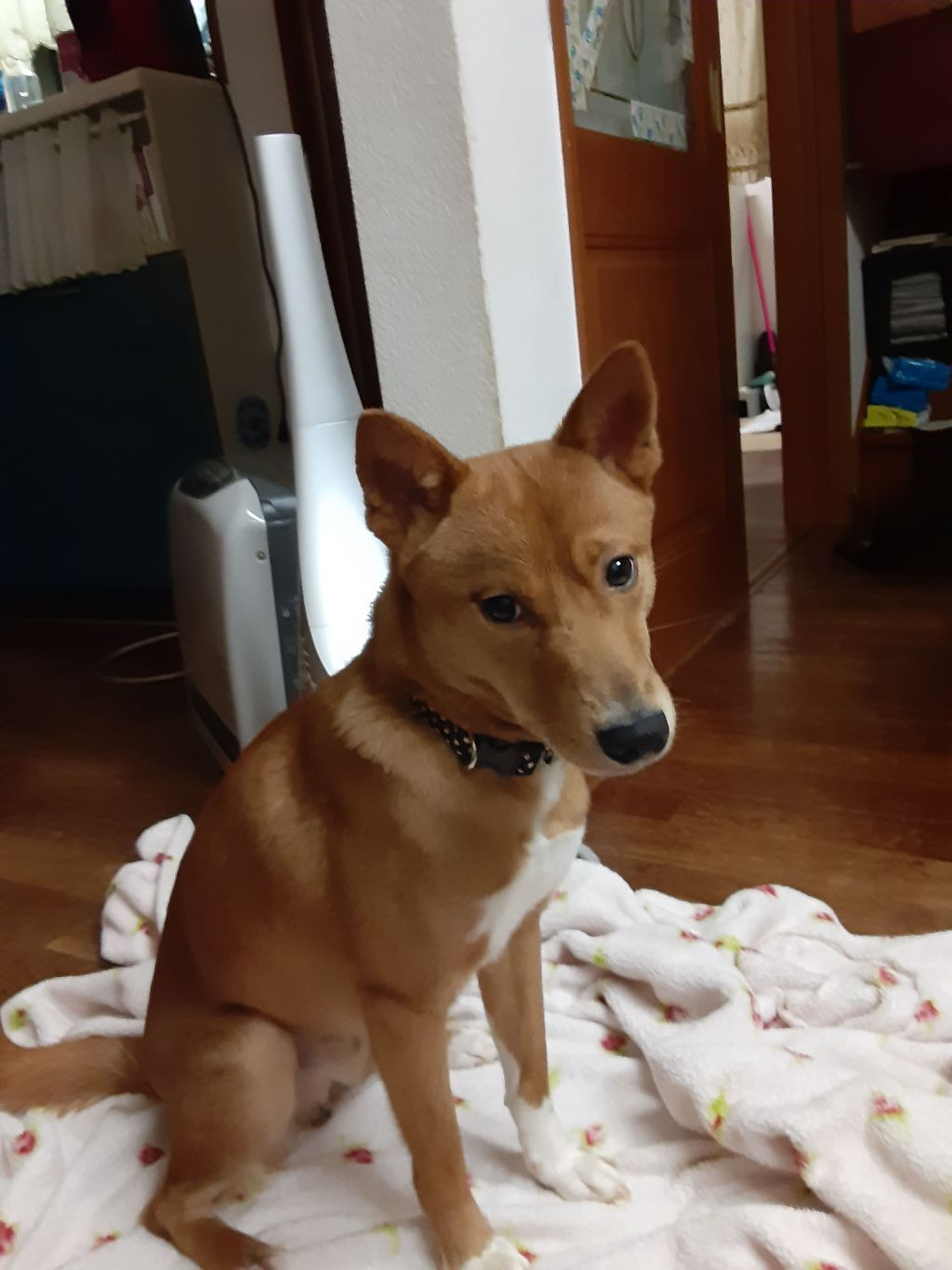pet-image-2
