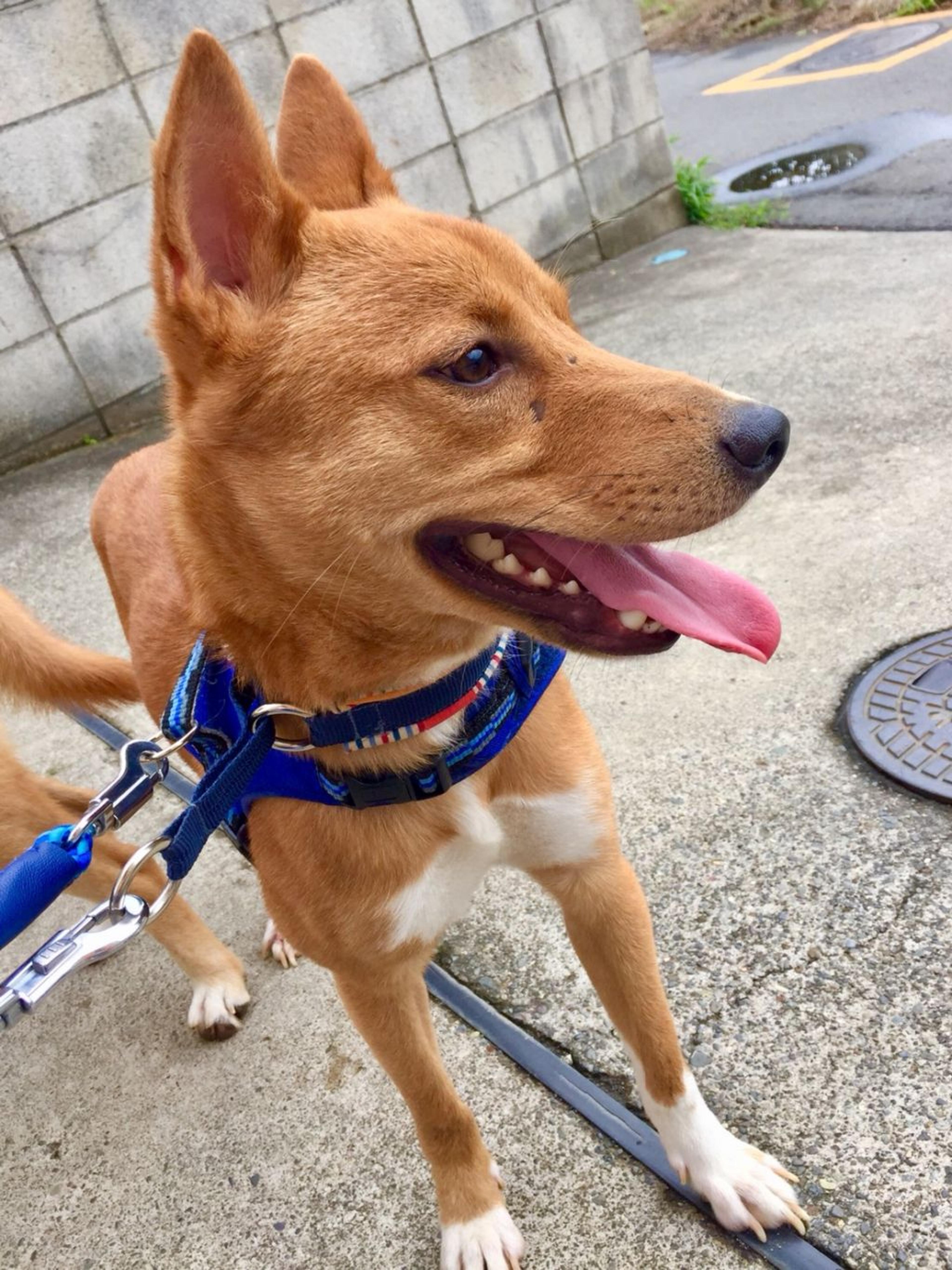 pet-image-3