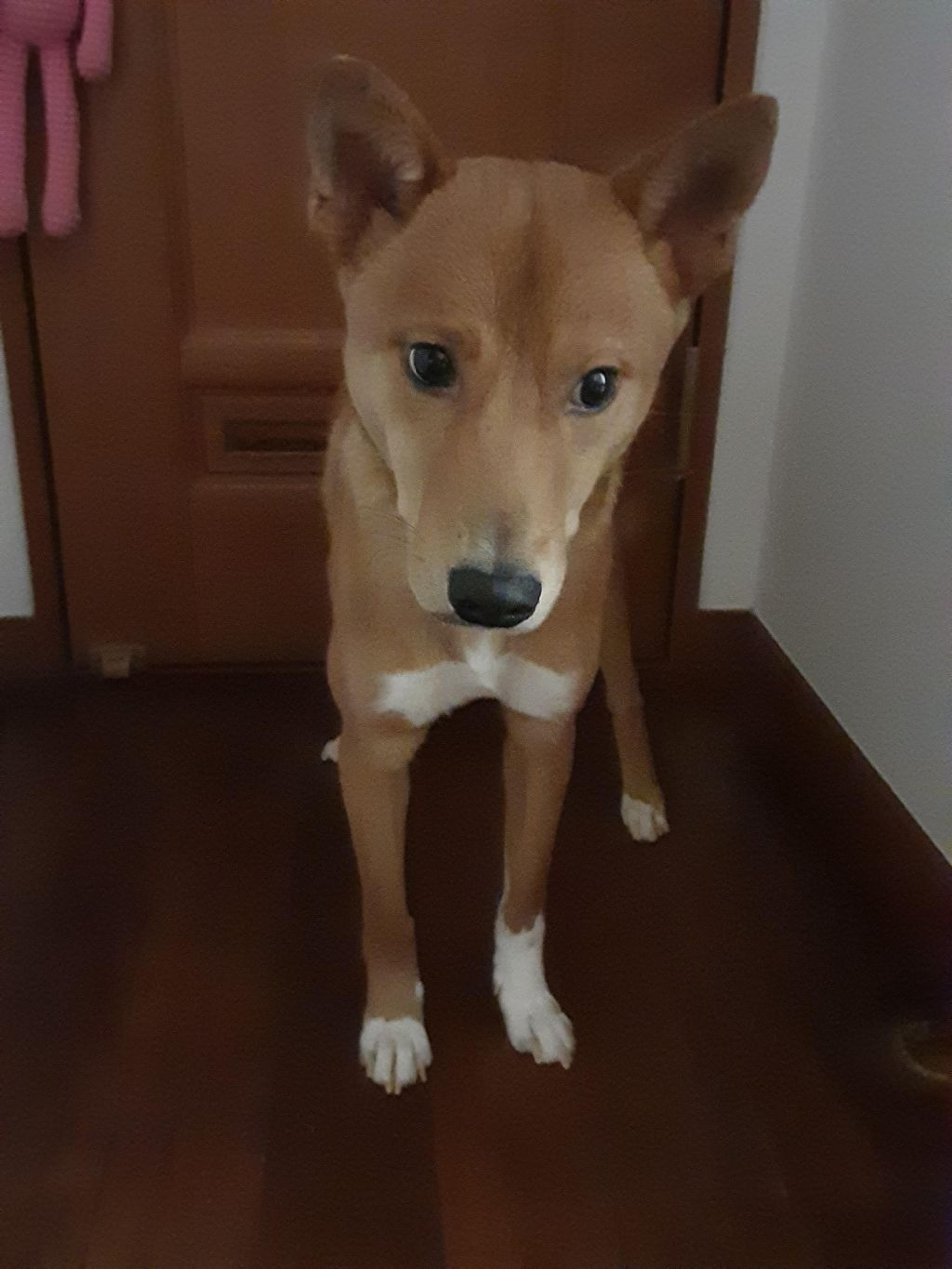 pet-image-4