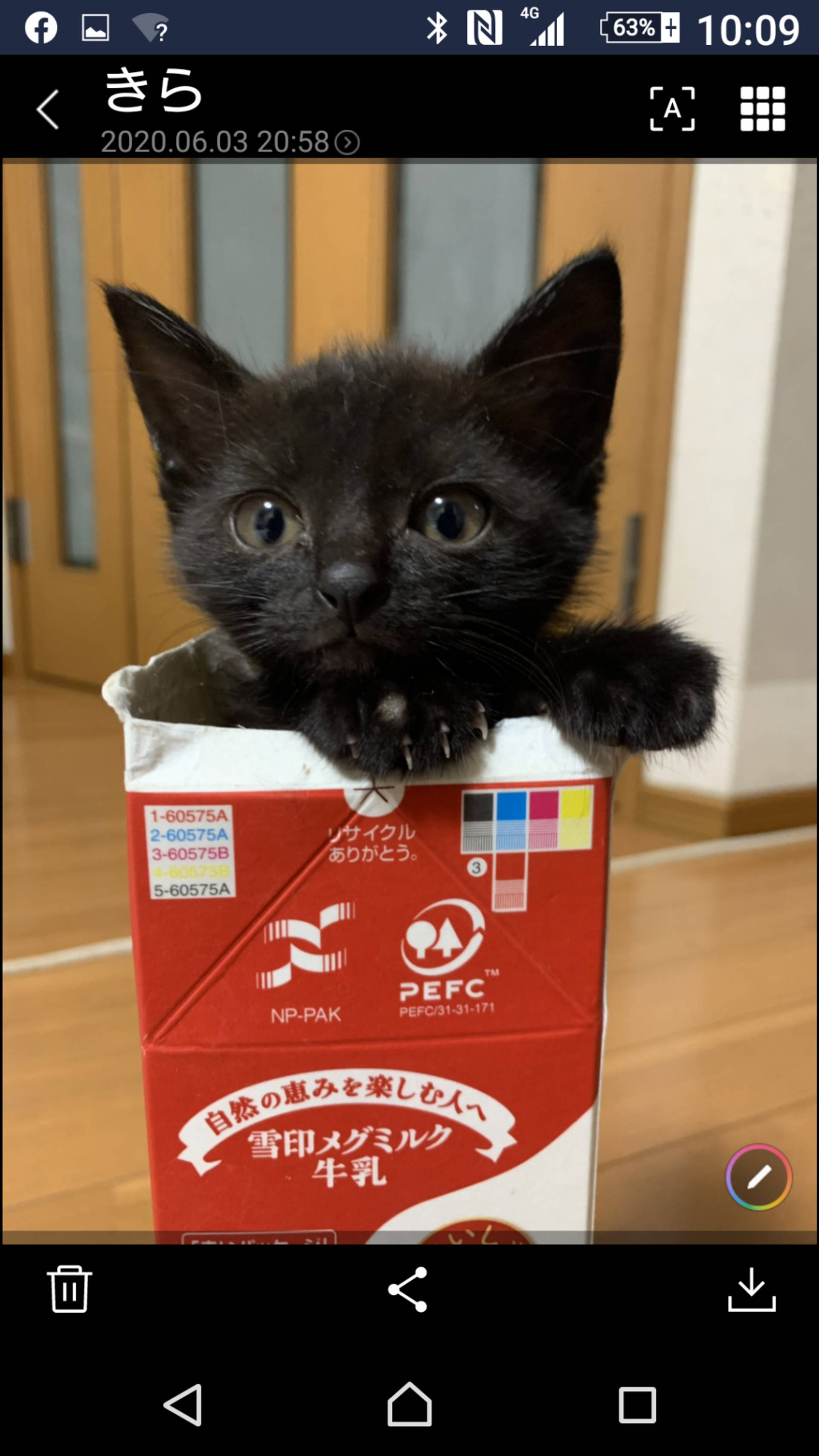雑種（ミックス猫）・メスの里親募集の写真