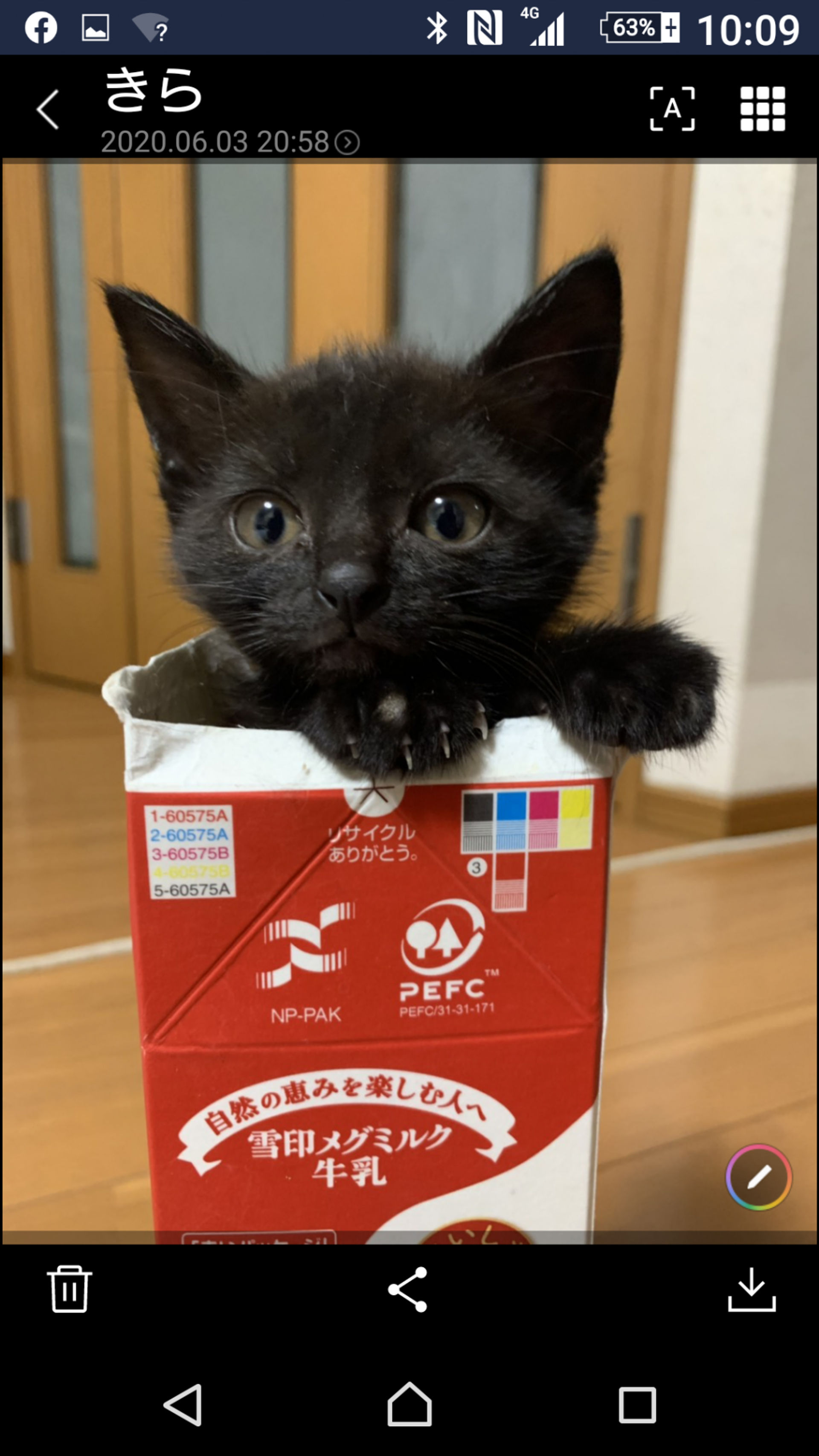 雑種（ミックス猫）・メスの里親募集の写真