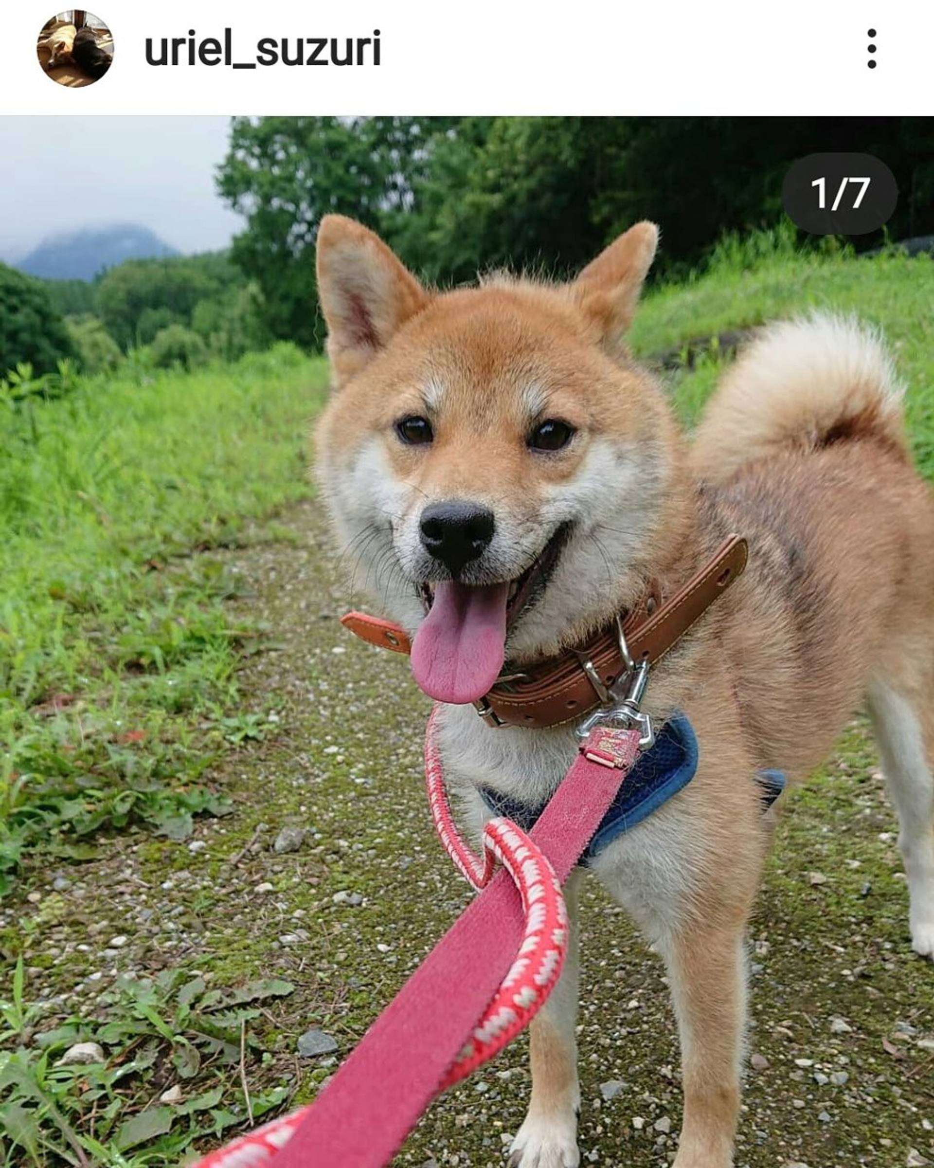 柴犬・メスの里親募集の写真