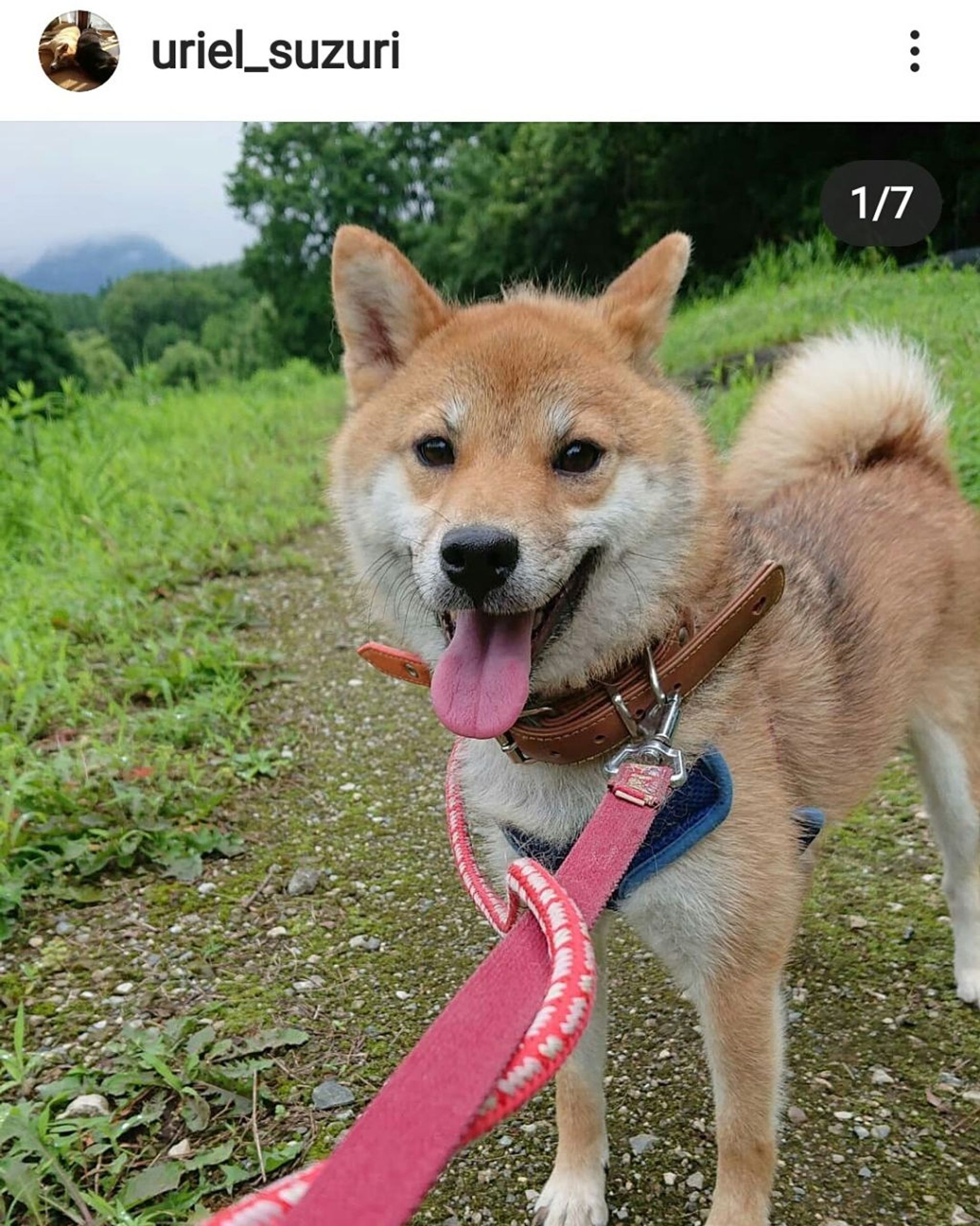 柴犬・メスの里親募集の写真