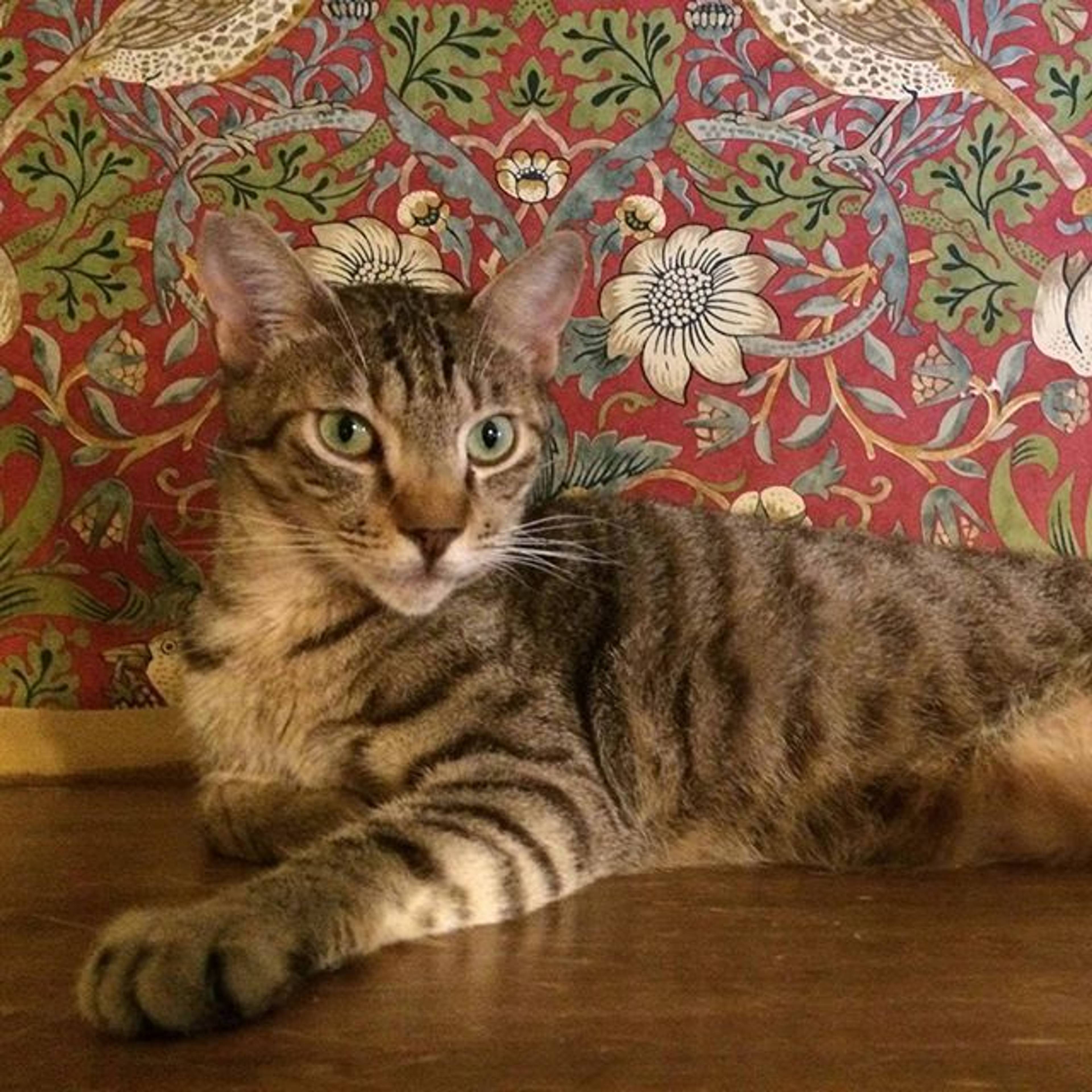 雑種（ミックス猫）・オスの里親募集の写真