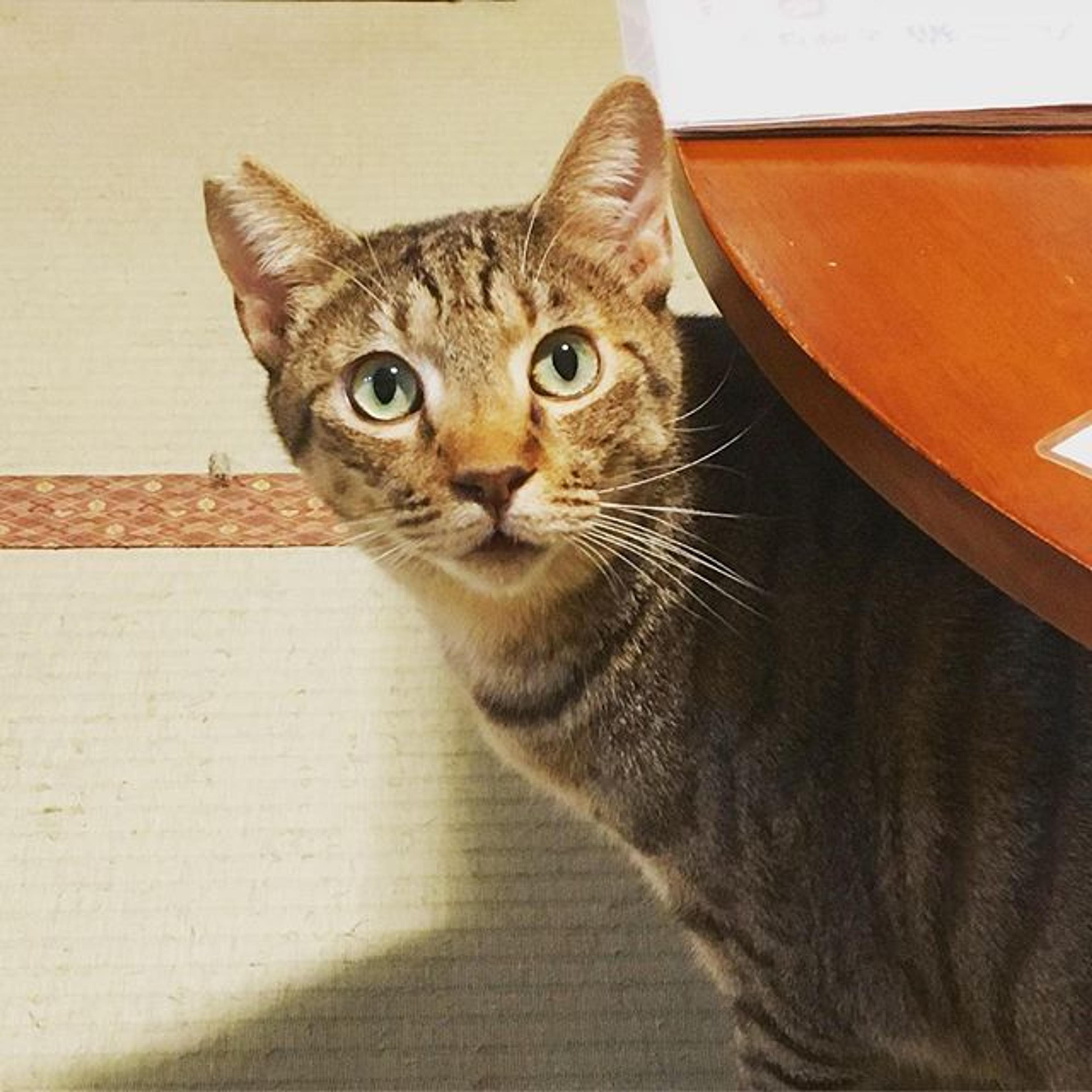 pet-image-2