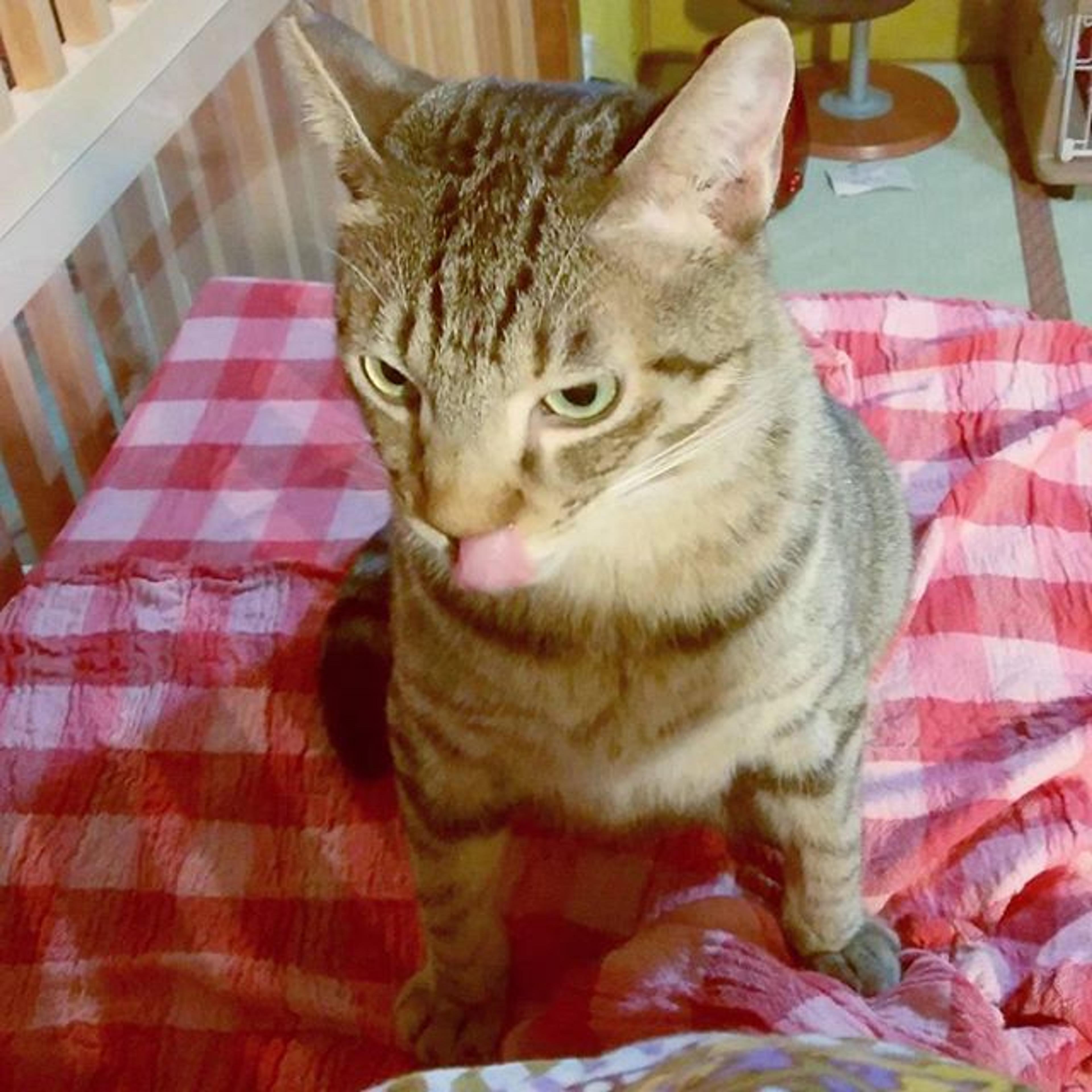 pet-image-3