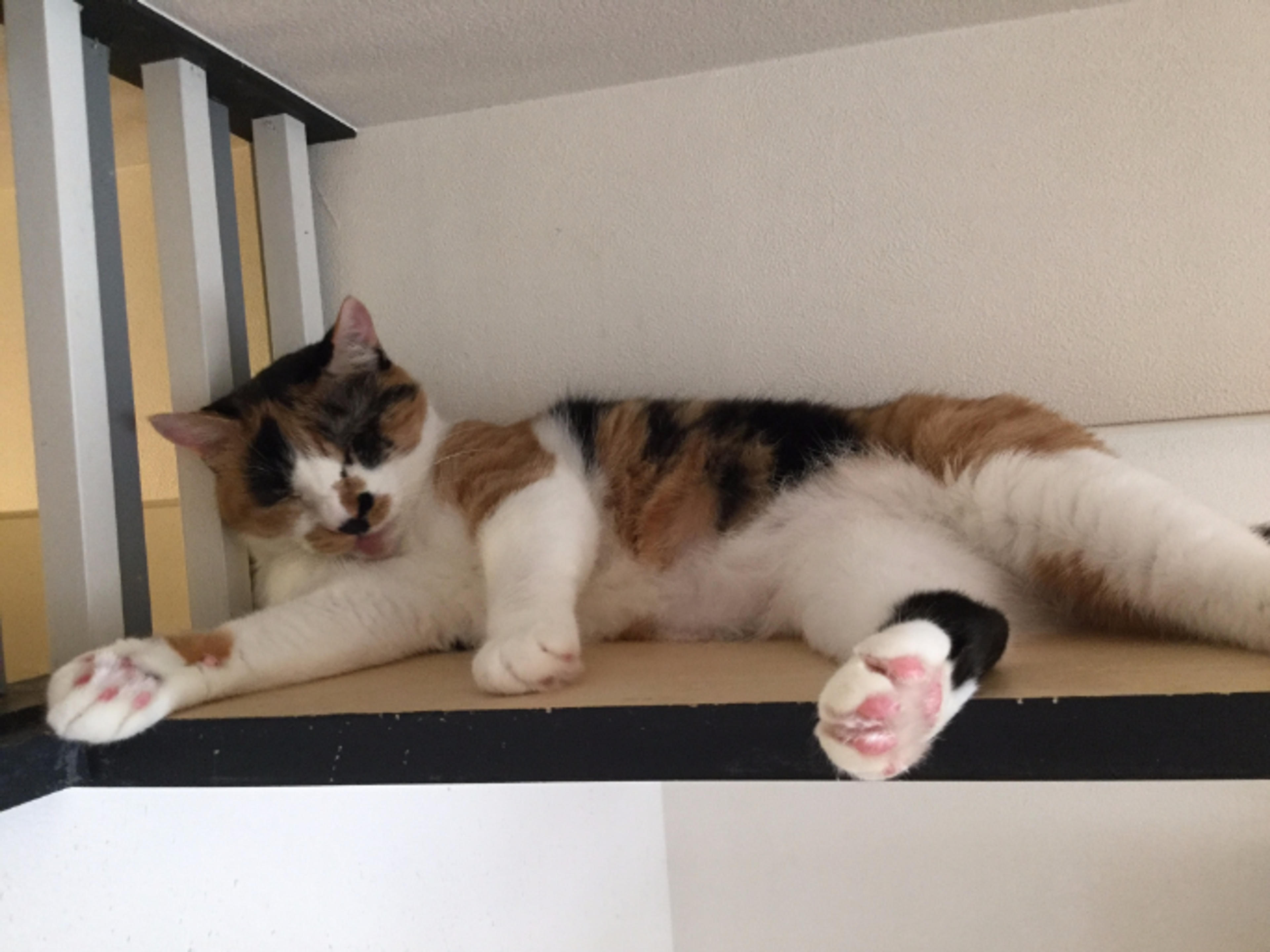 pet-image-3