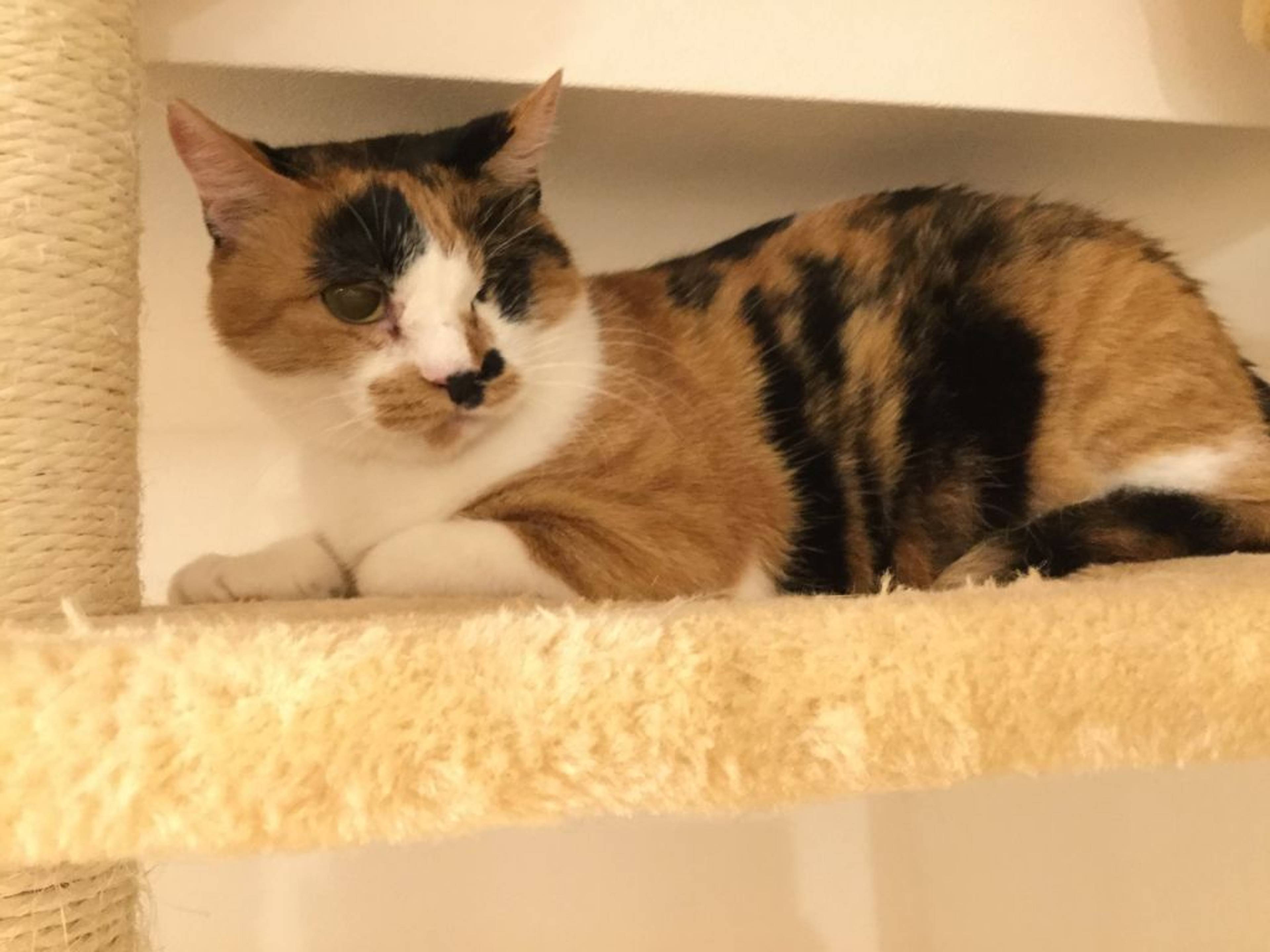 日本猫・メスの里親募集の写真