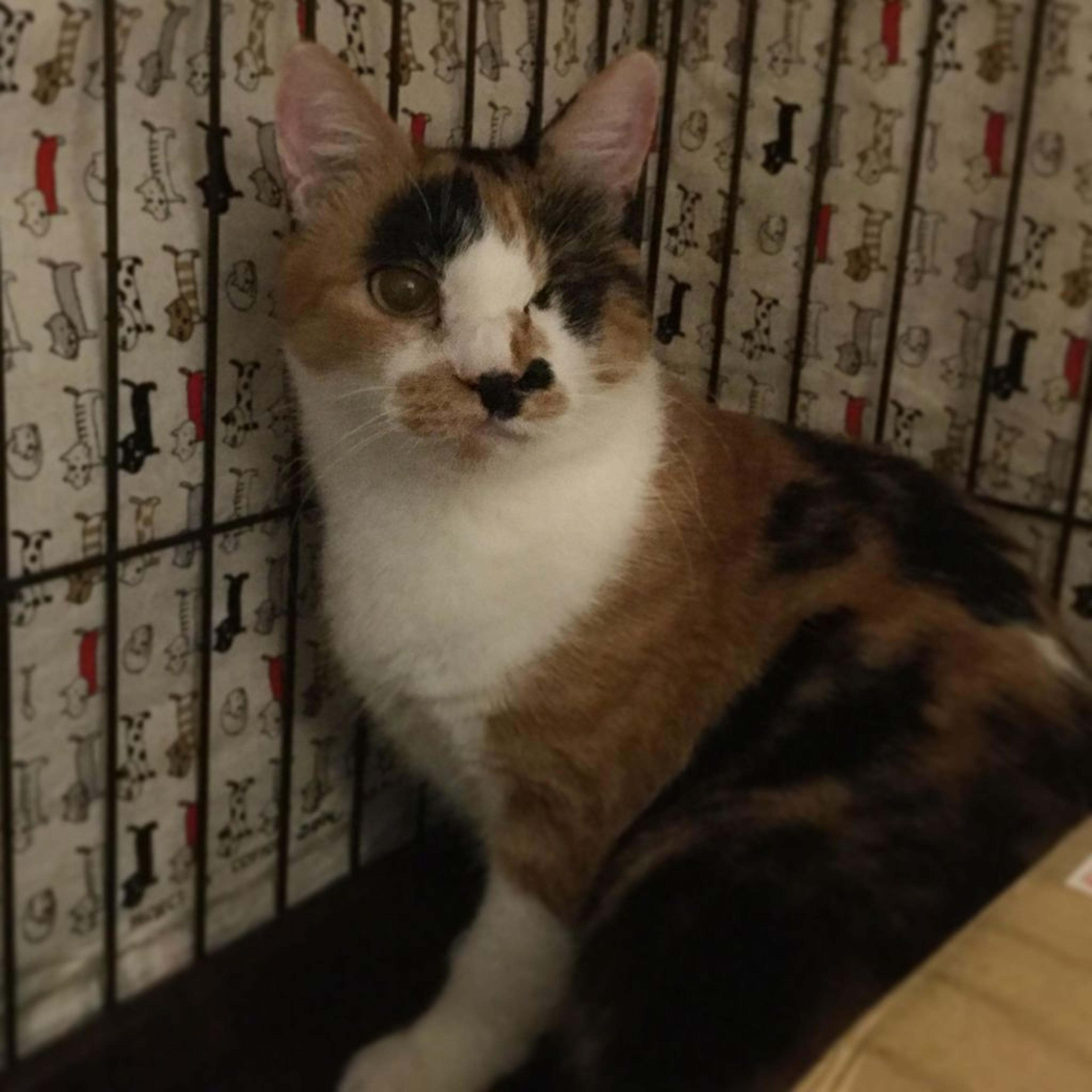 pet-image-2