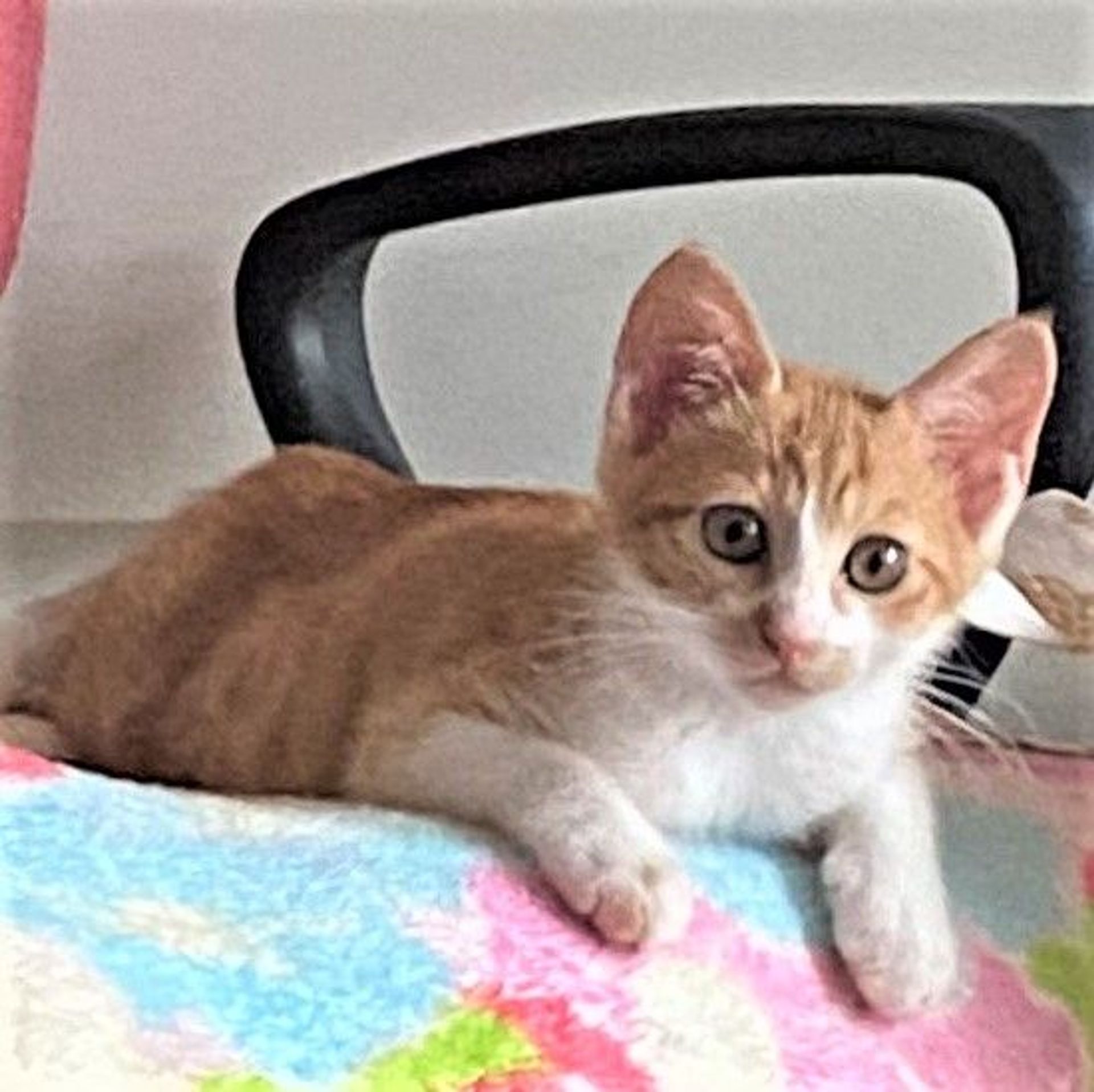 雑種（ミックス猫）・メスの里親募集の写真