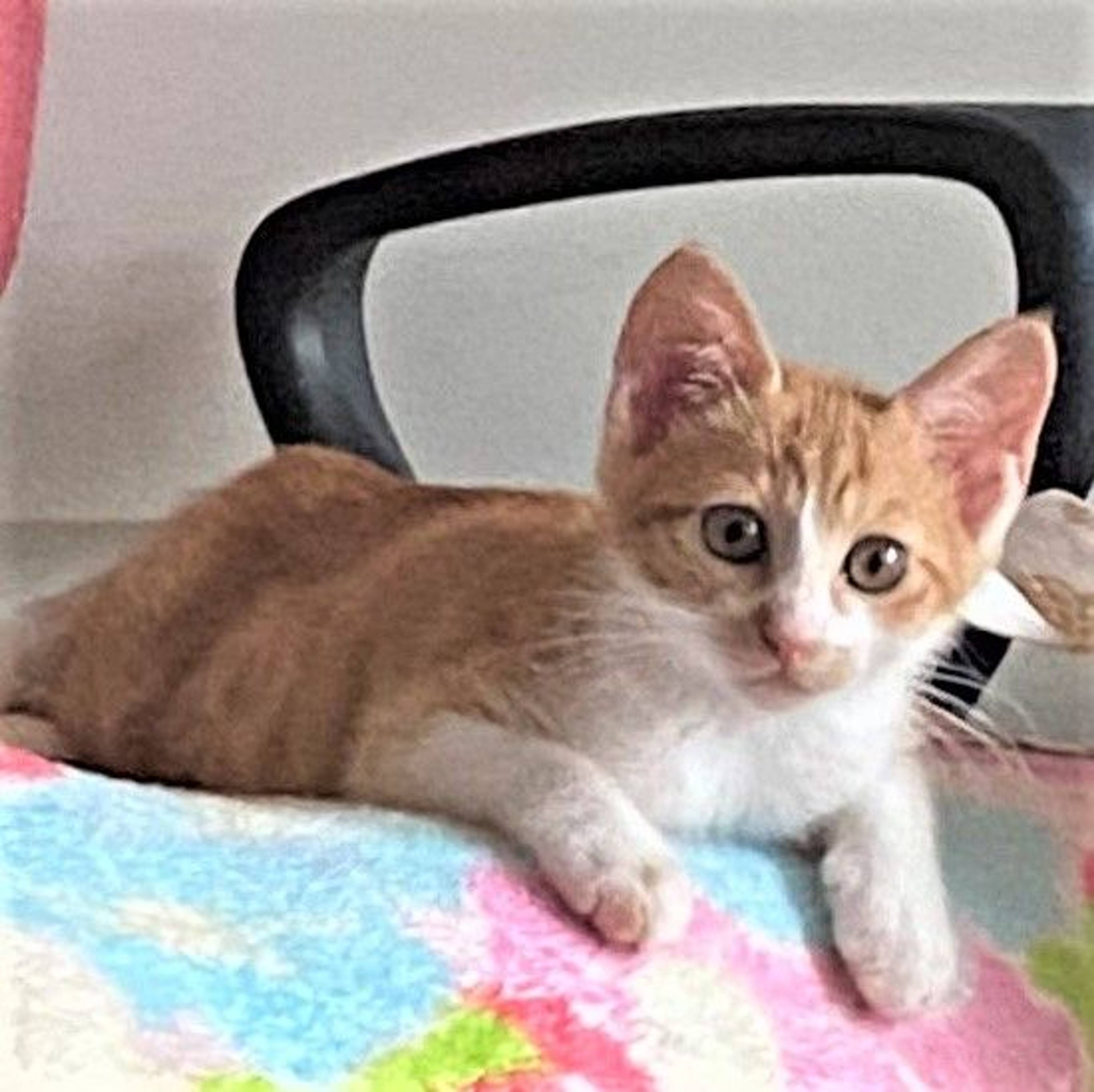 雑種（ミックス猫）・メスの里親募集の写真