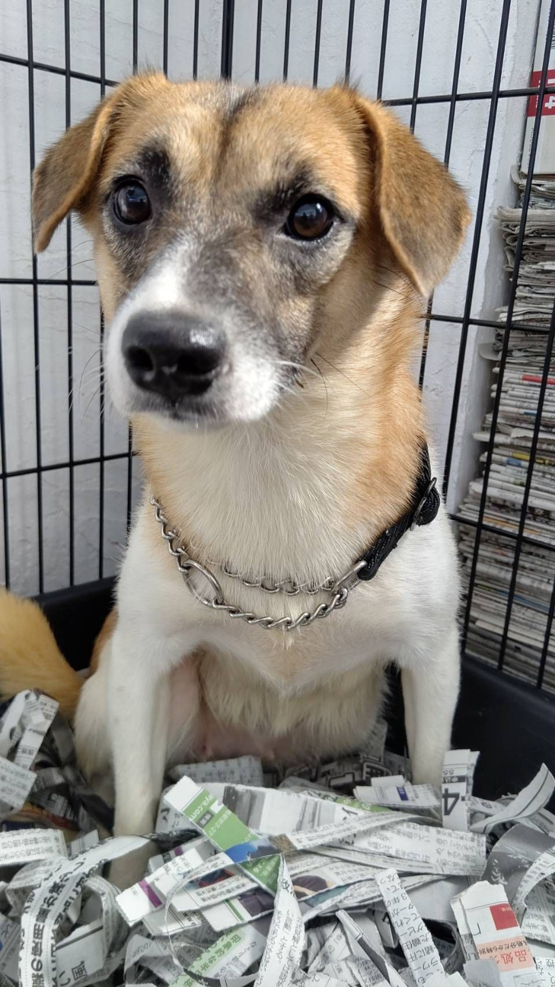 雑種（ミックス犬）・メスの里親募集の写真