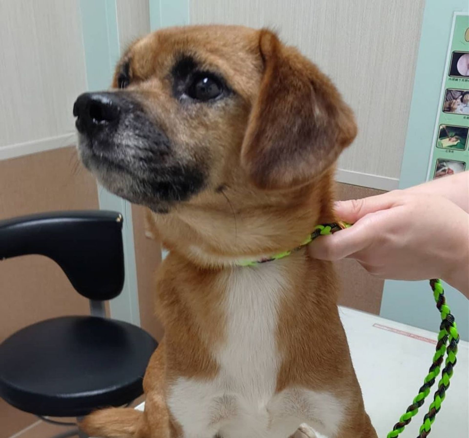 雑種（ミックス犬）・メスの里親募集の写真