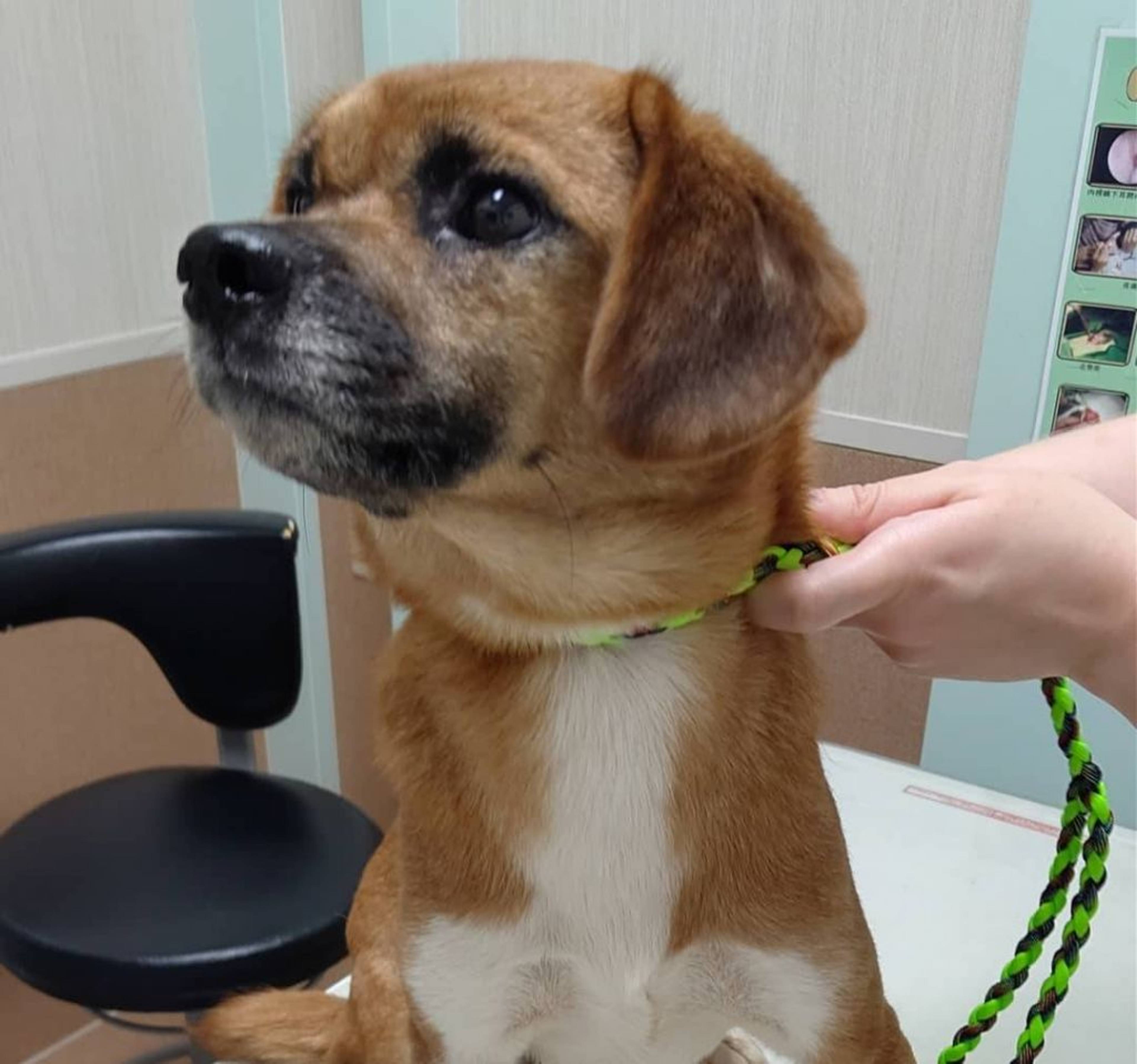 雑種（ミックス犬）・メスの里親募集の写真