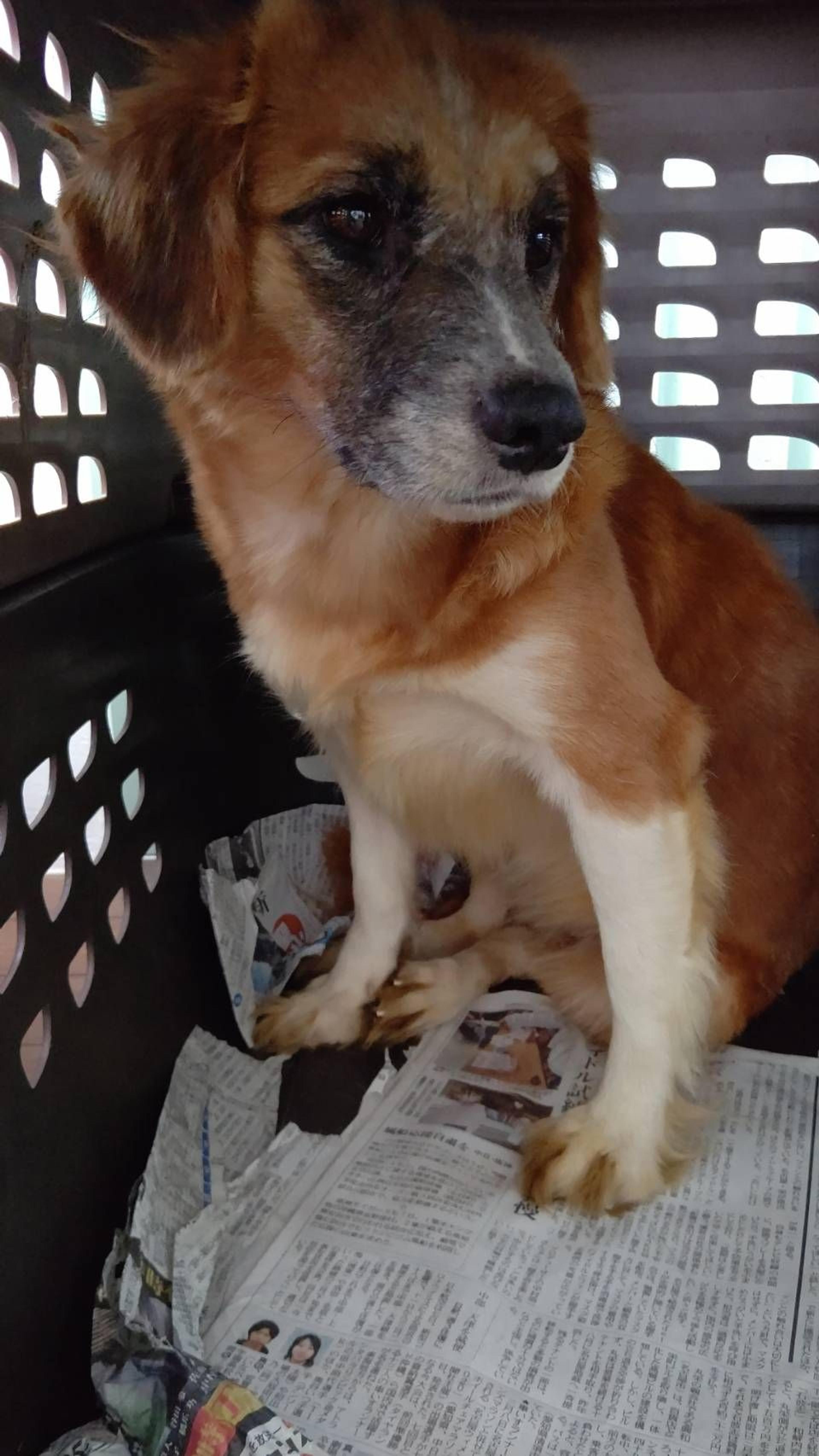 pet-image-3
