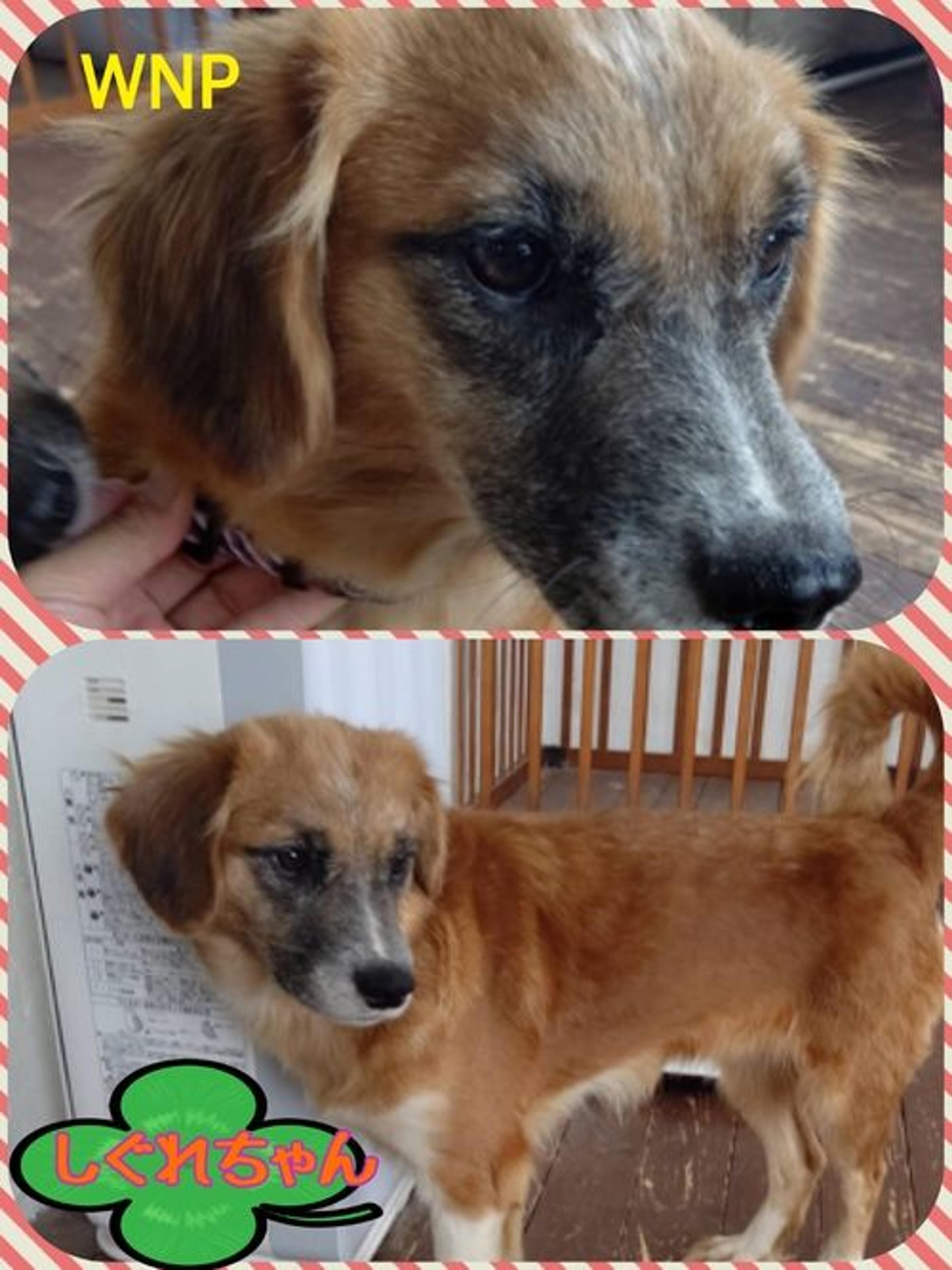 pet-image-2