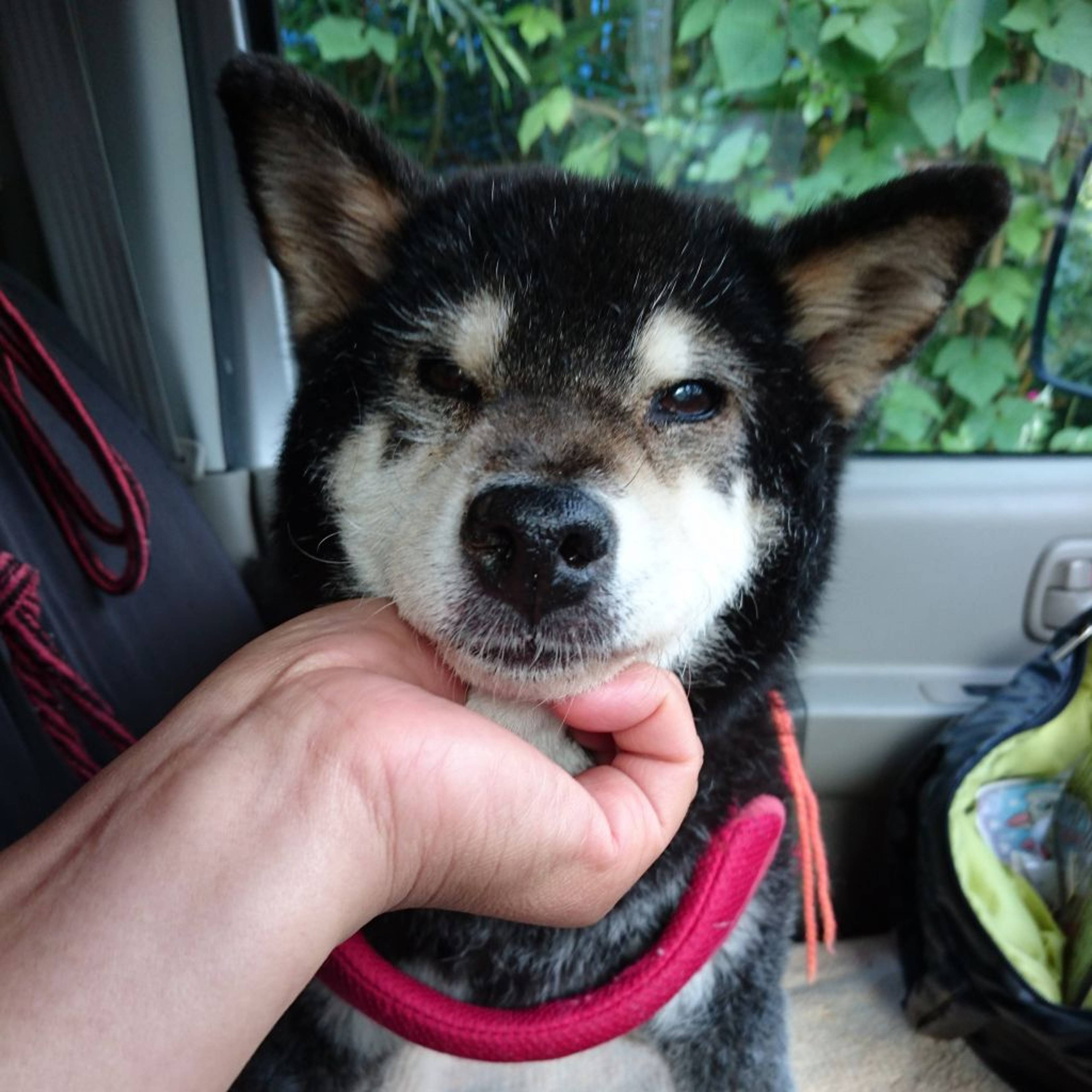 柴犬・メスの里親募集の写真