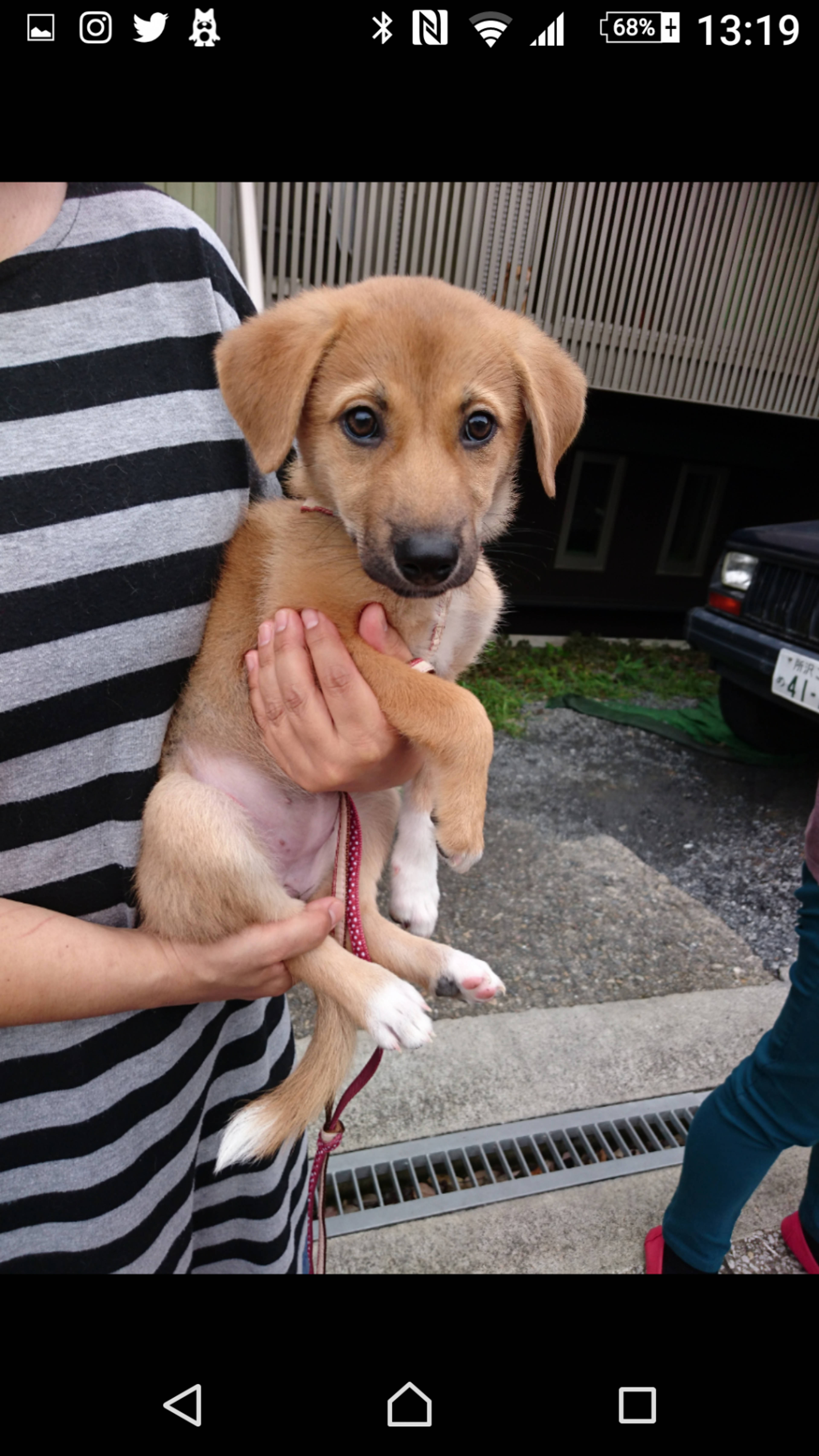 雑種（ミックス犬）・メスの里親募集の写真