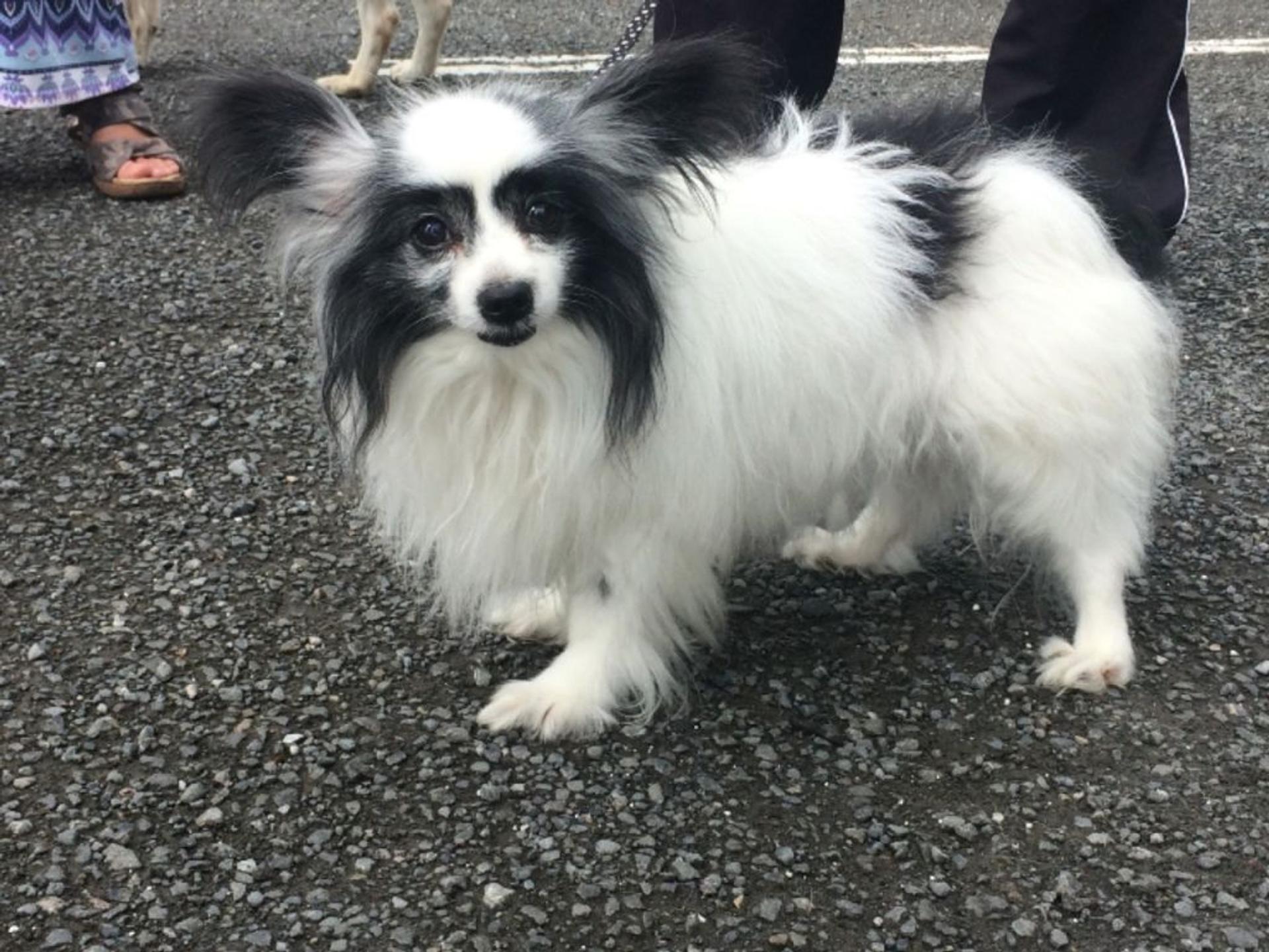 pet-image-3
