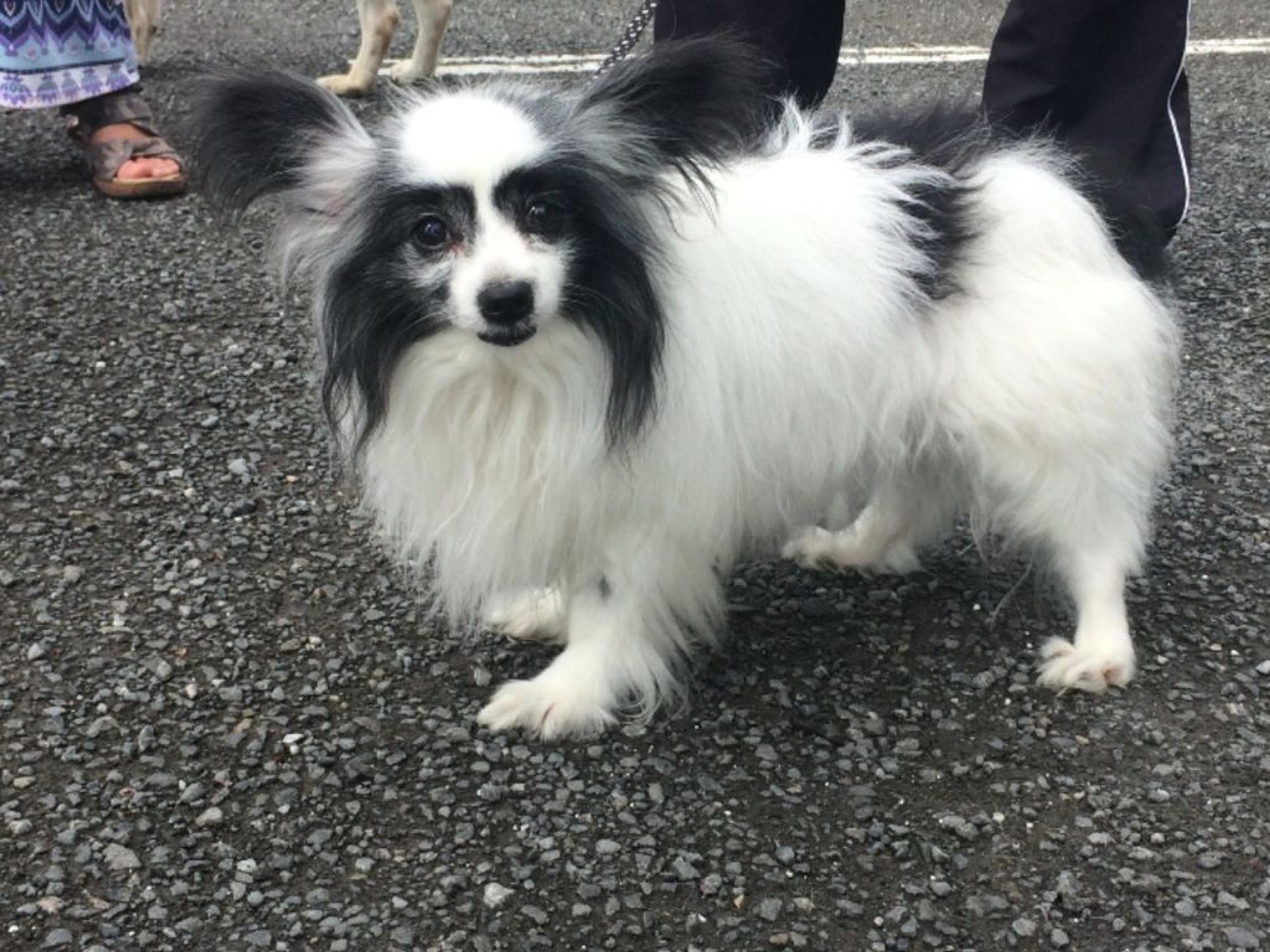 pet-image-3