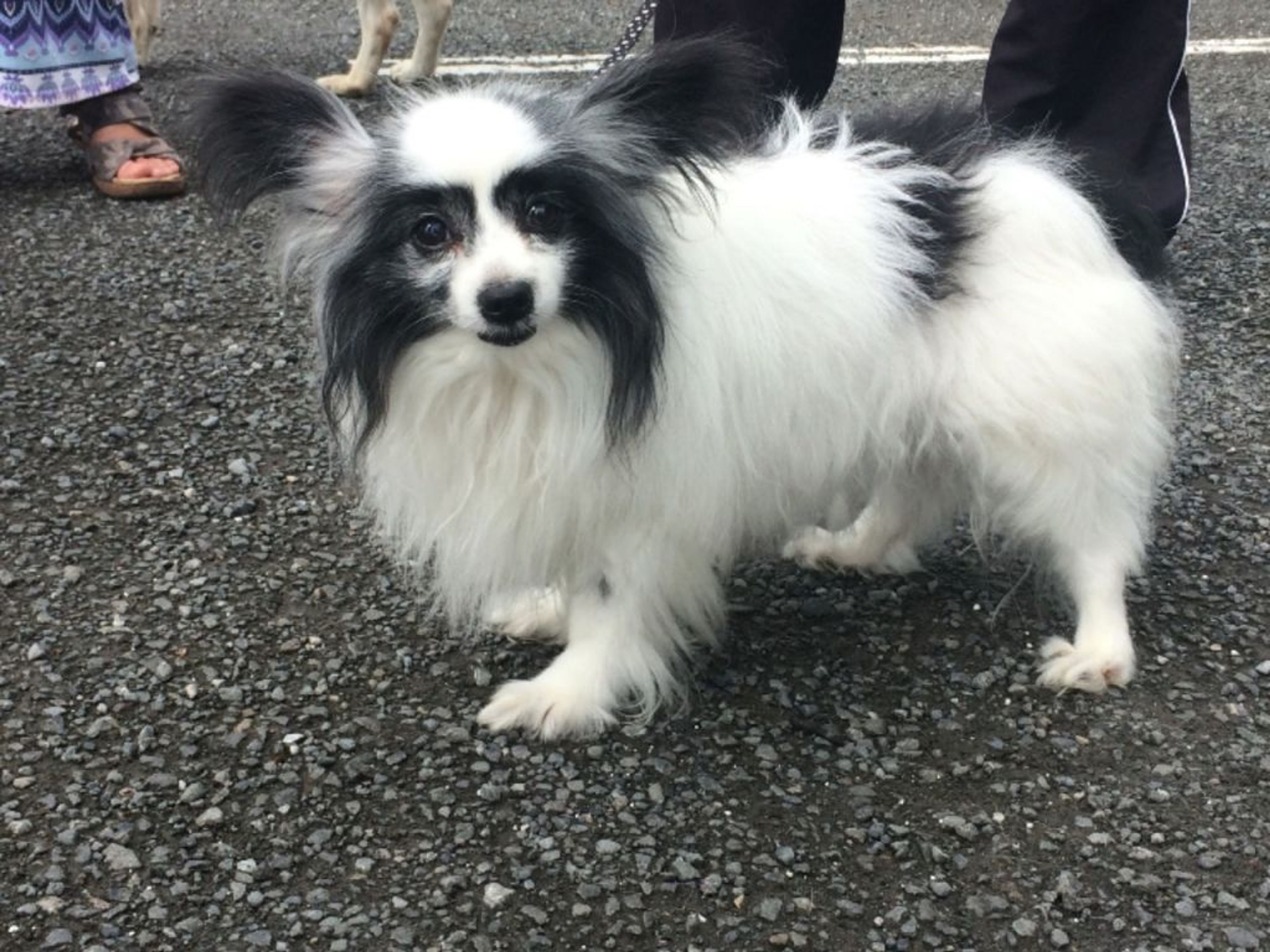 pet-image-3