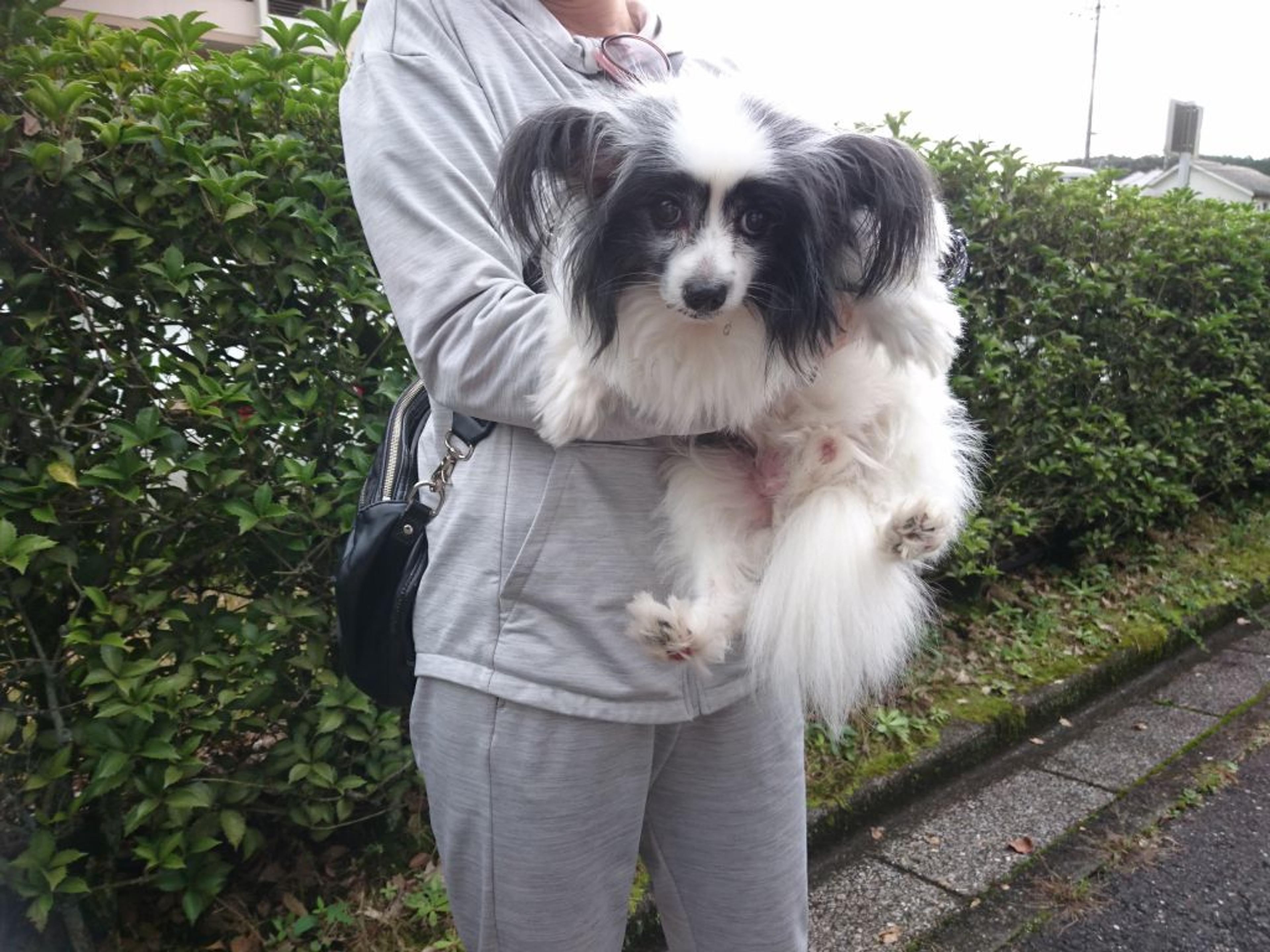 pet-image-2