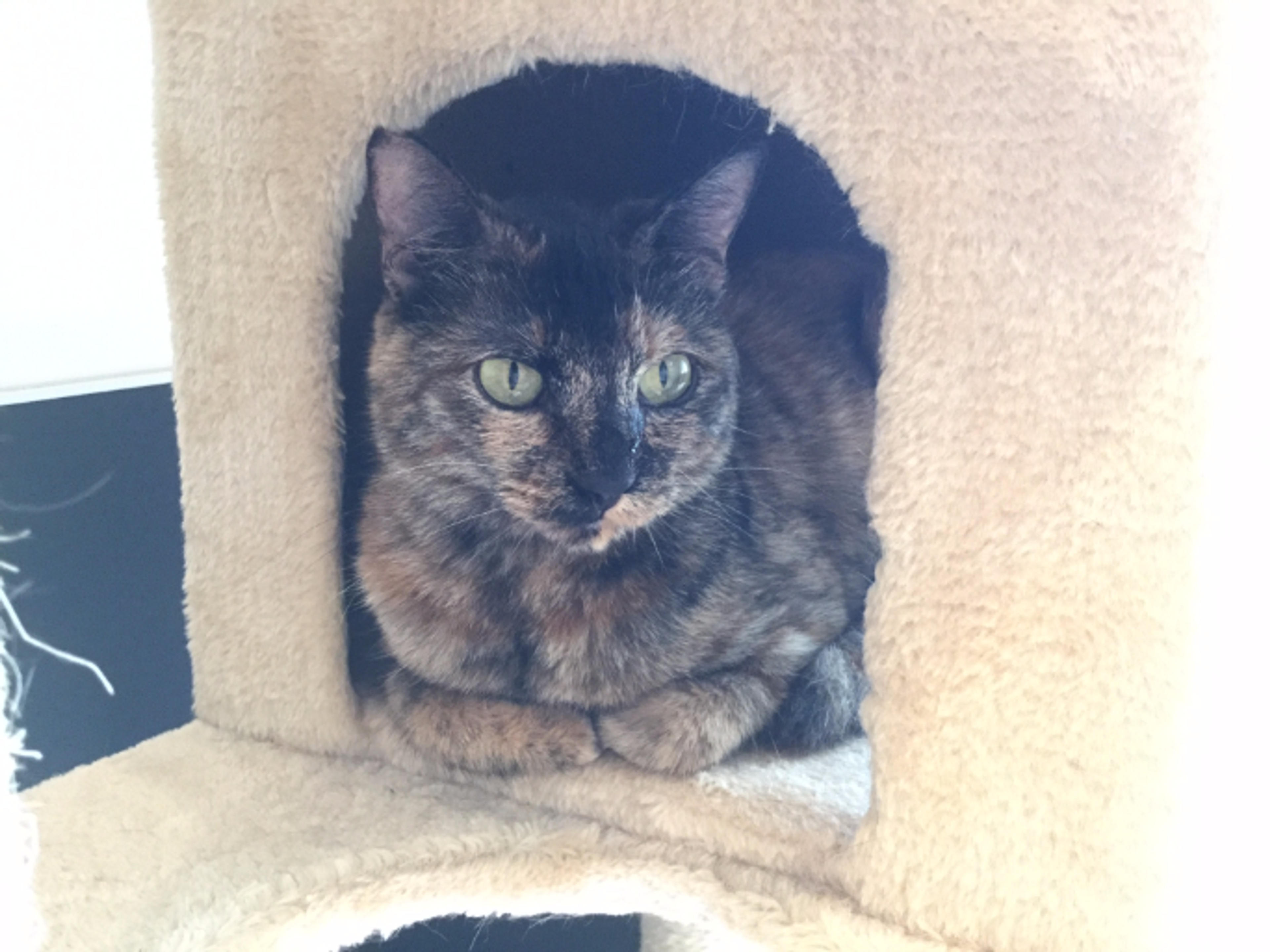 pet-image-3
