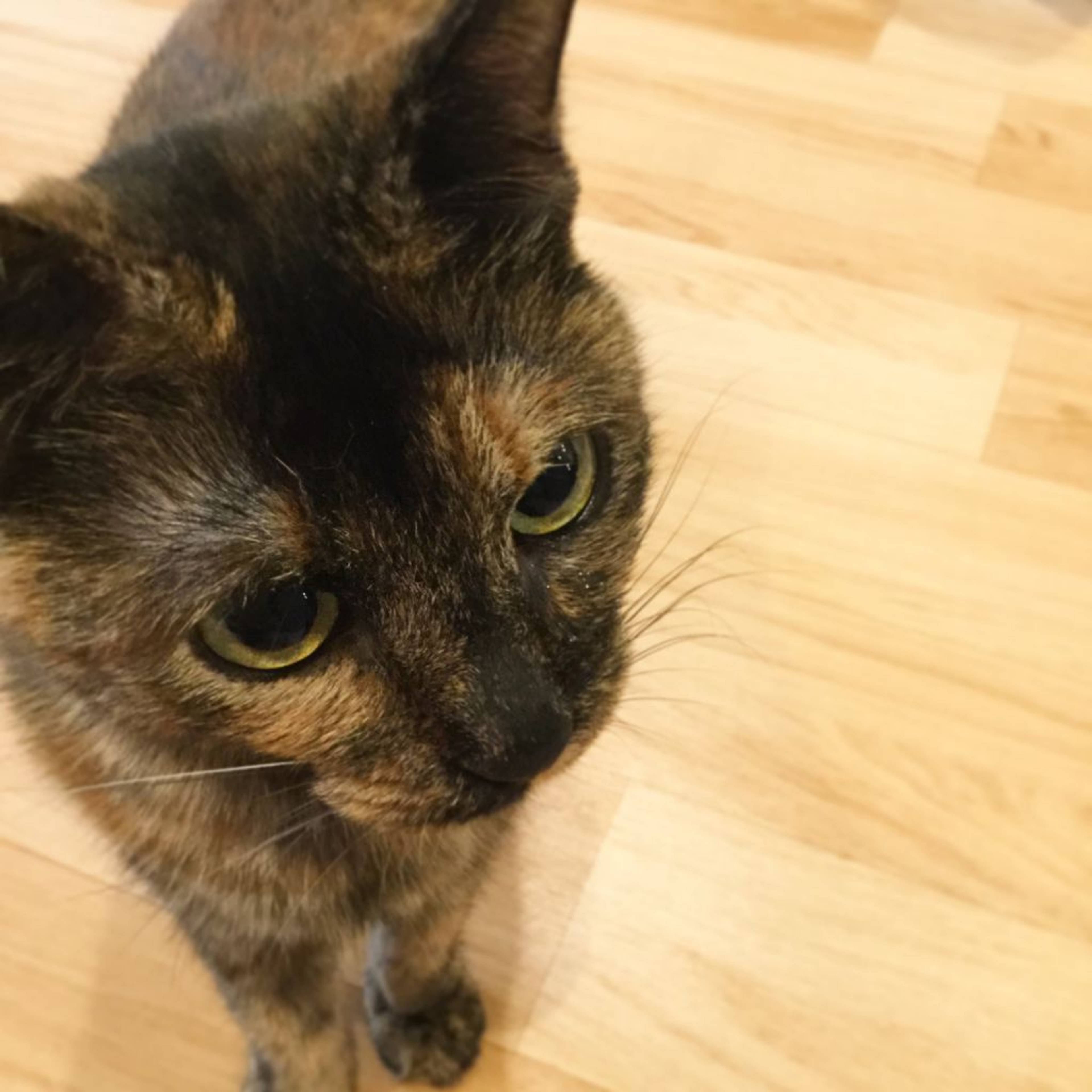 日本猫・メスの里親募集の写真