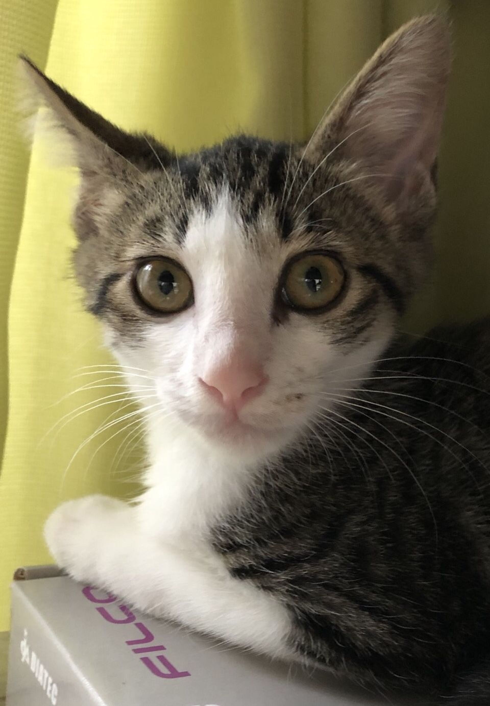雑種（ミックス猫）・メスの里親募集の写真