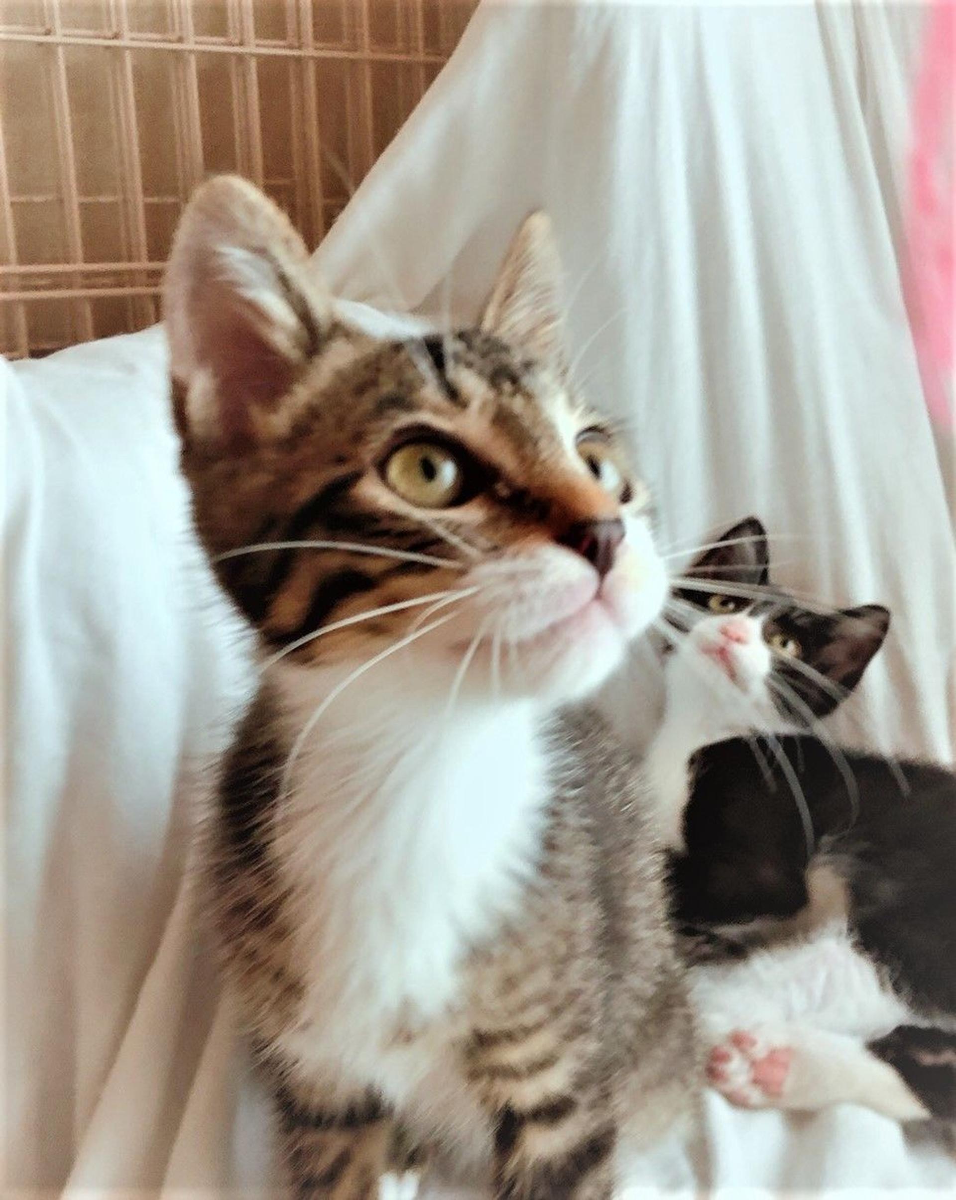 pet-image-2