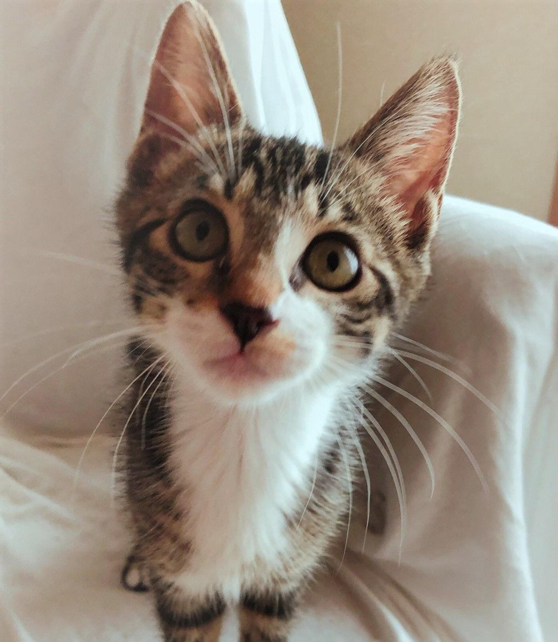 pet-image-5