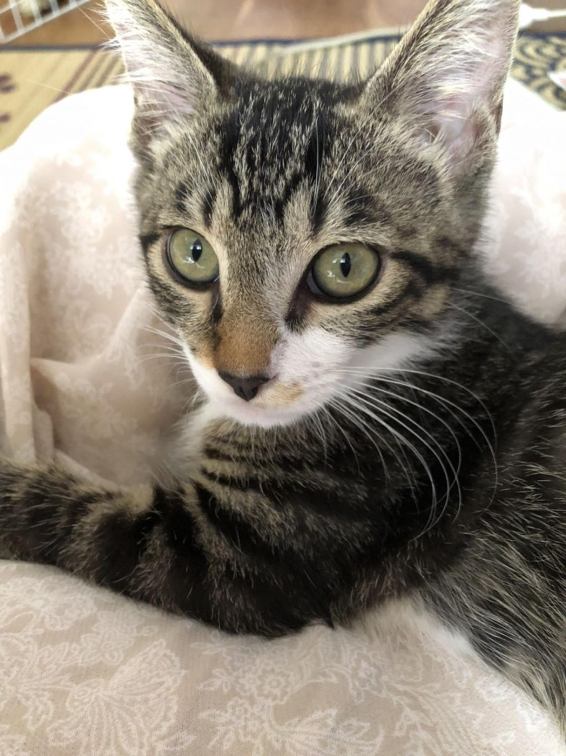pet-image-8