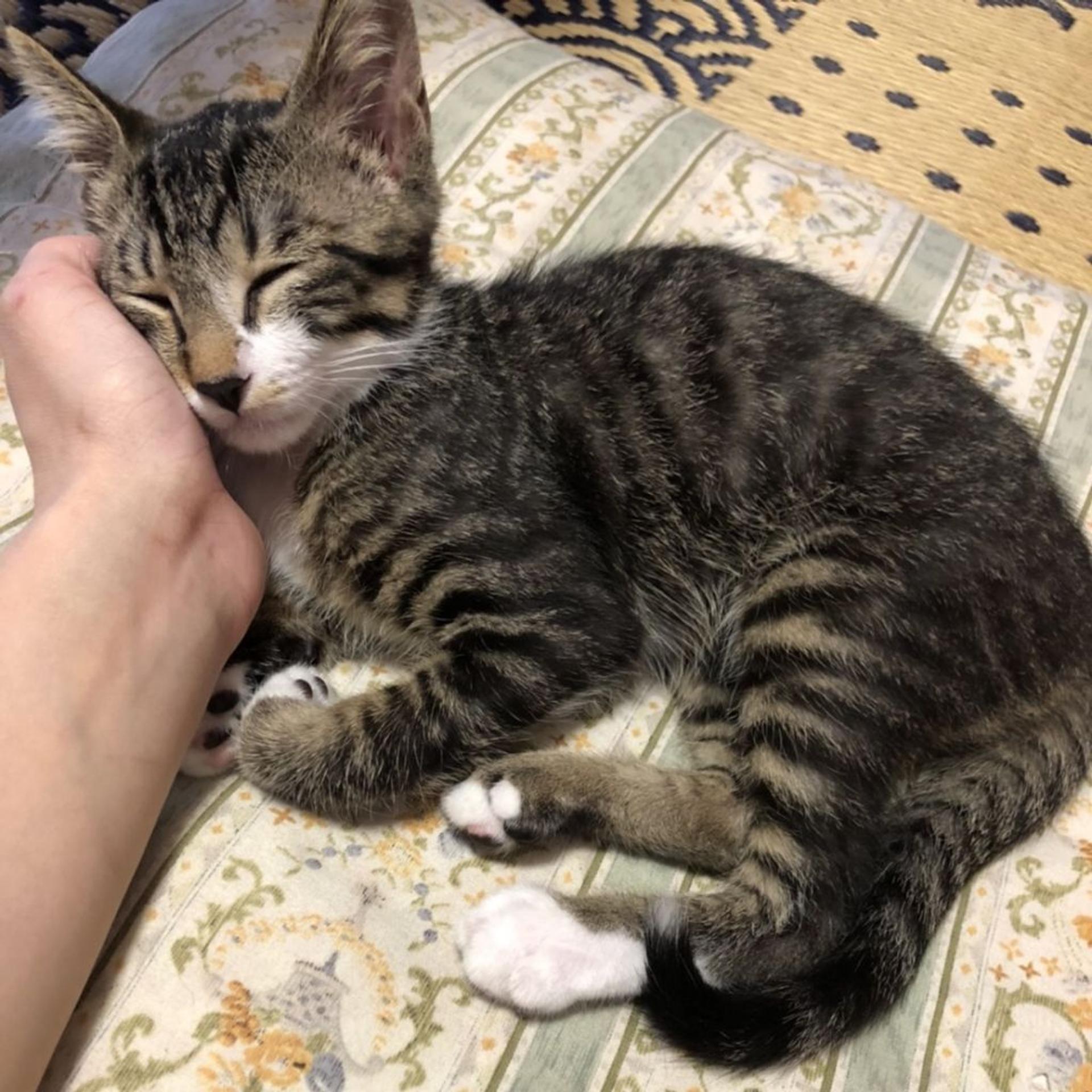 pet-image-9