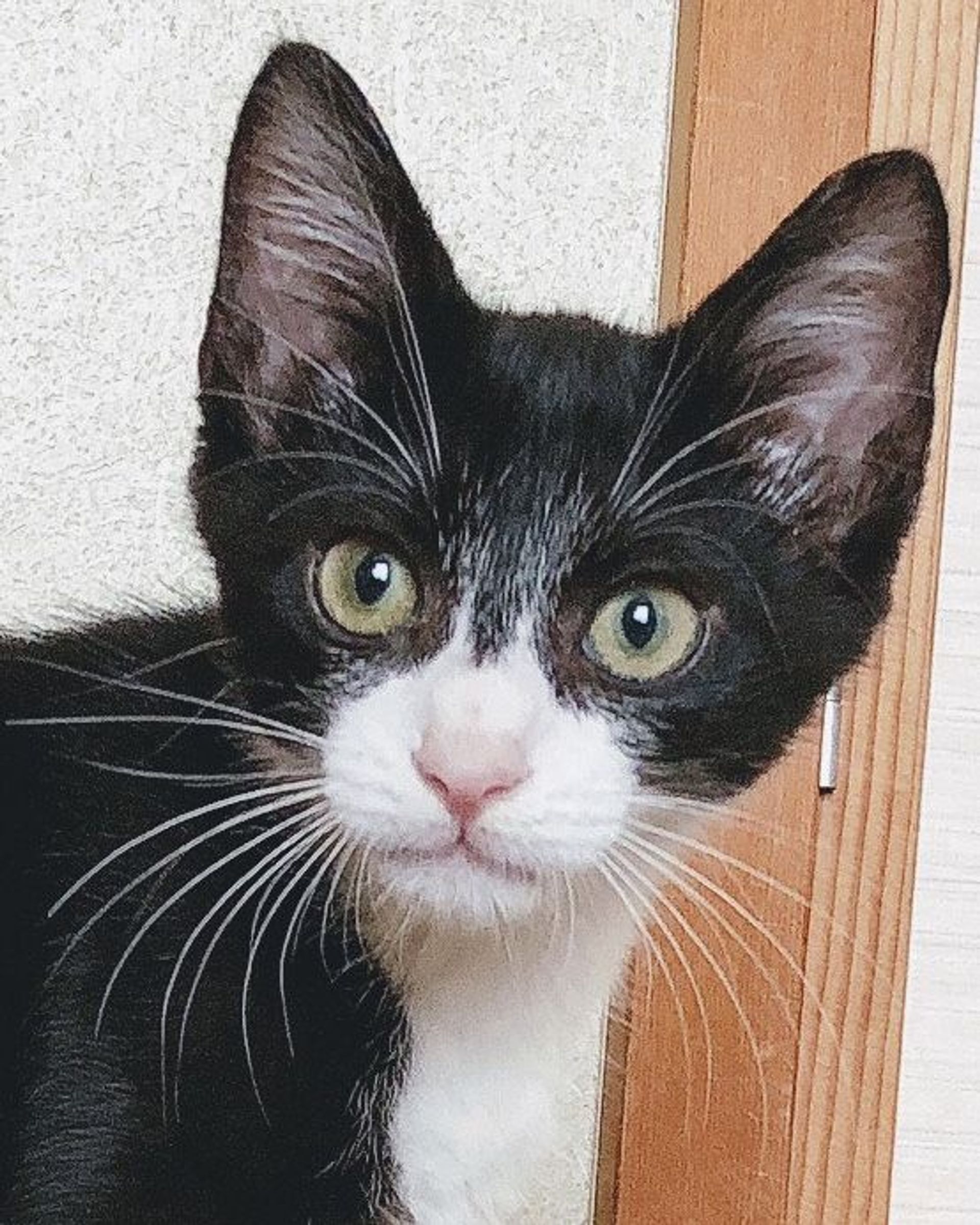 雑種（ミックス猫）・オスの里親募集の写真