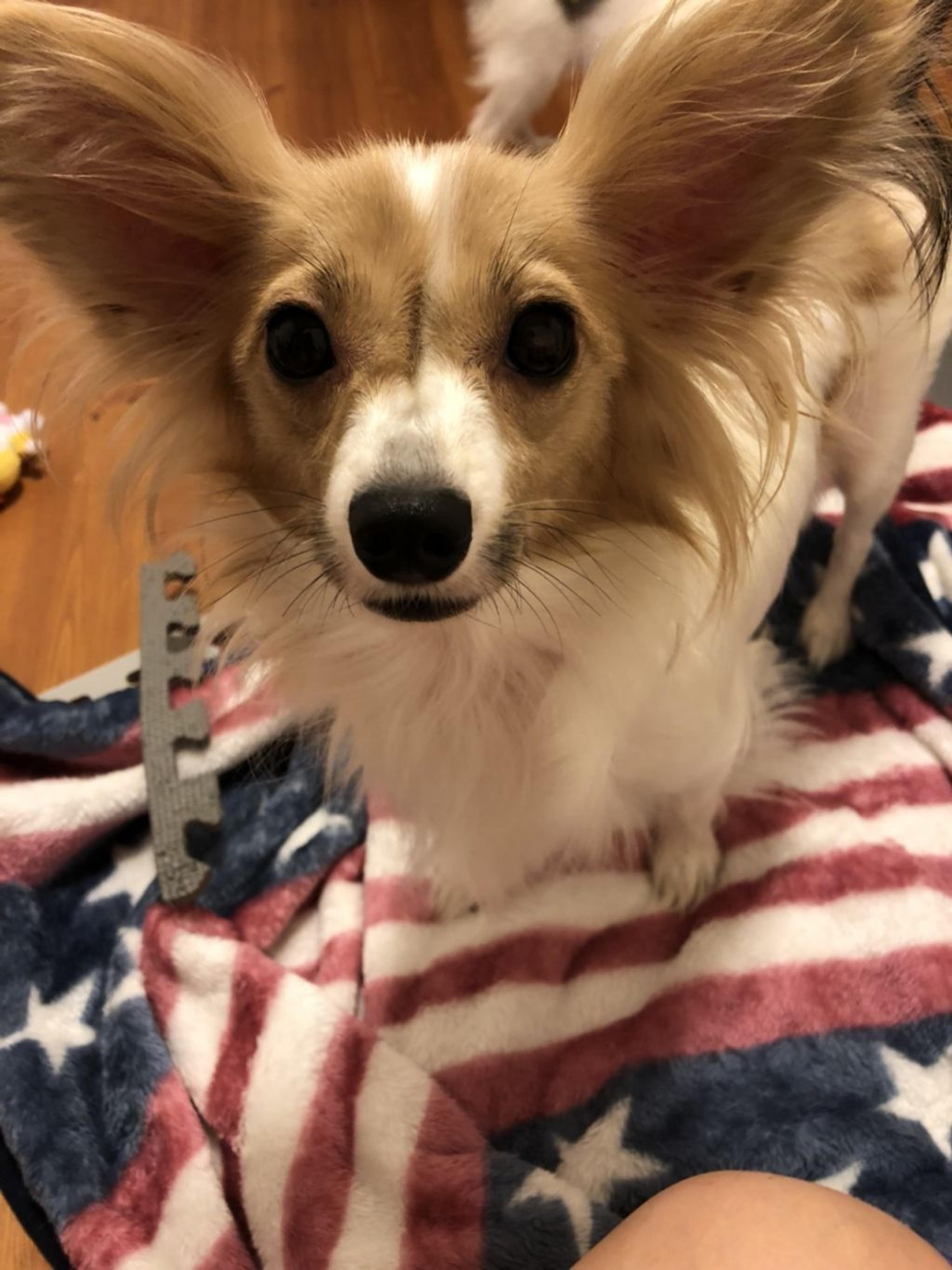 pet-image-2