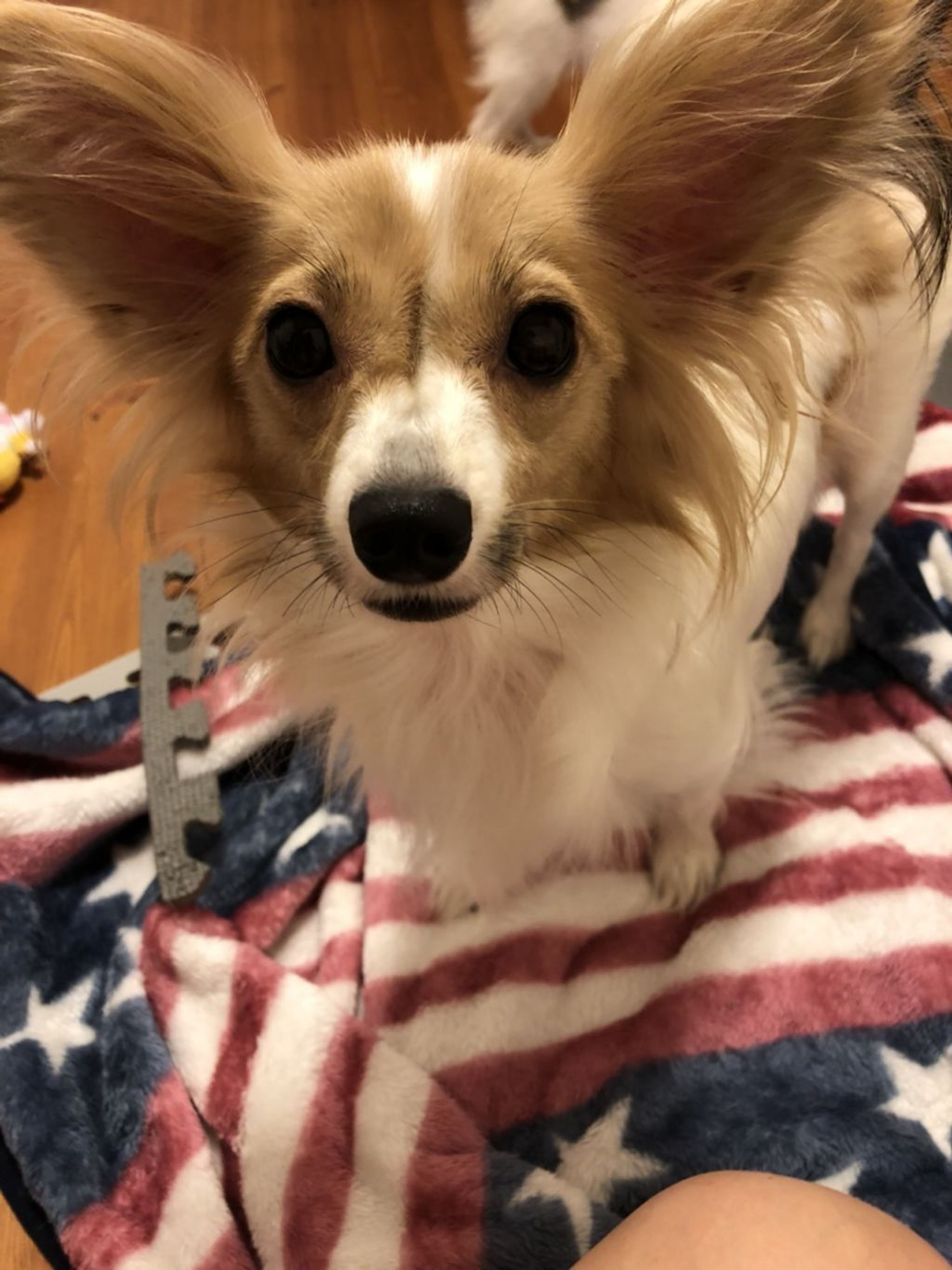 pet-image-2