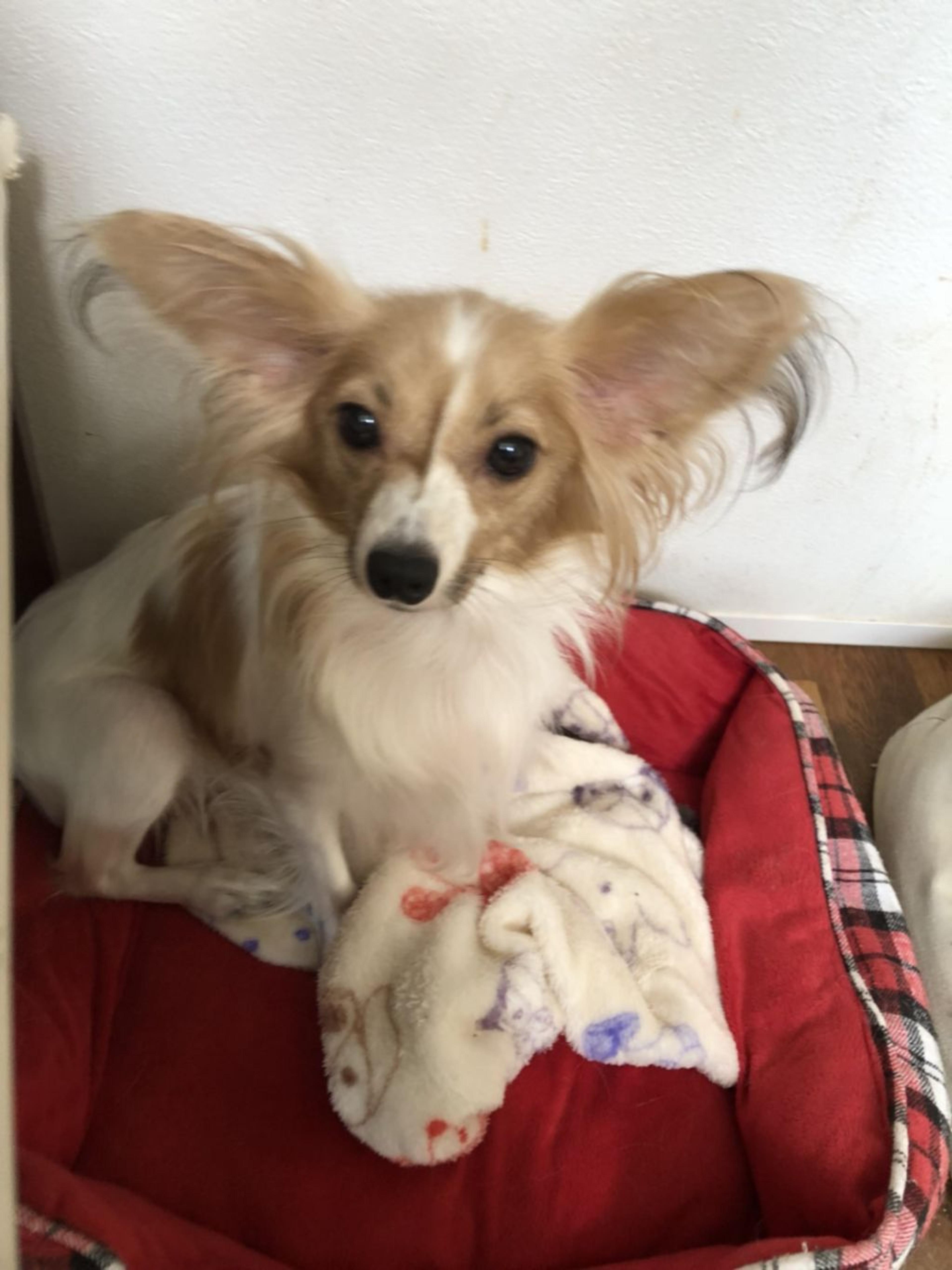 pet-image-3