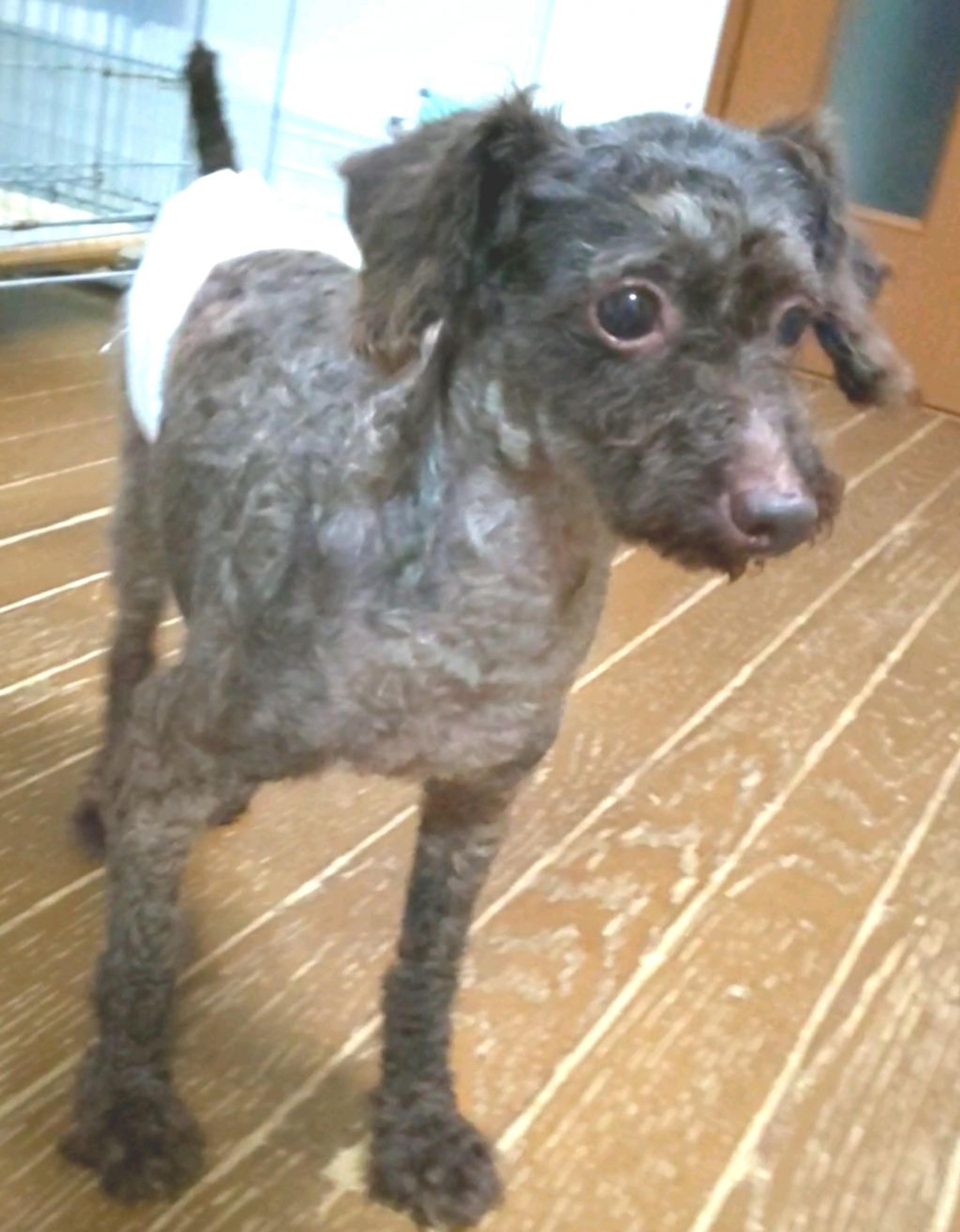 pet-image-2