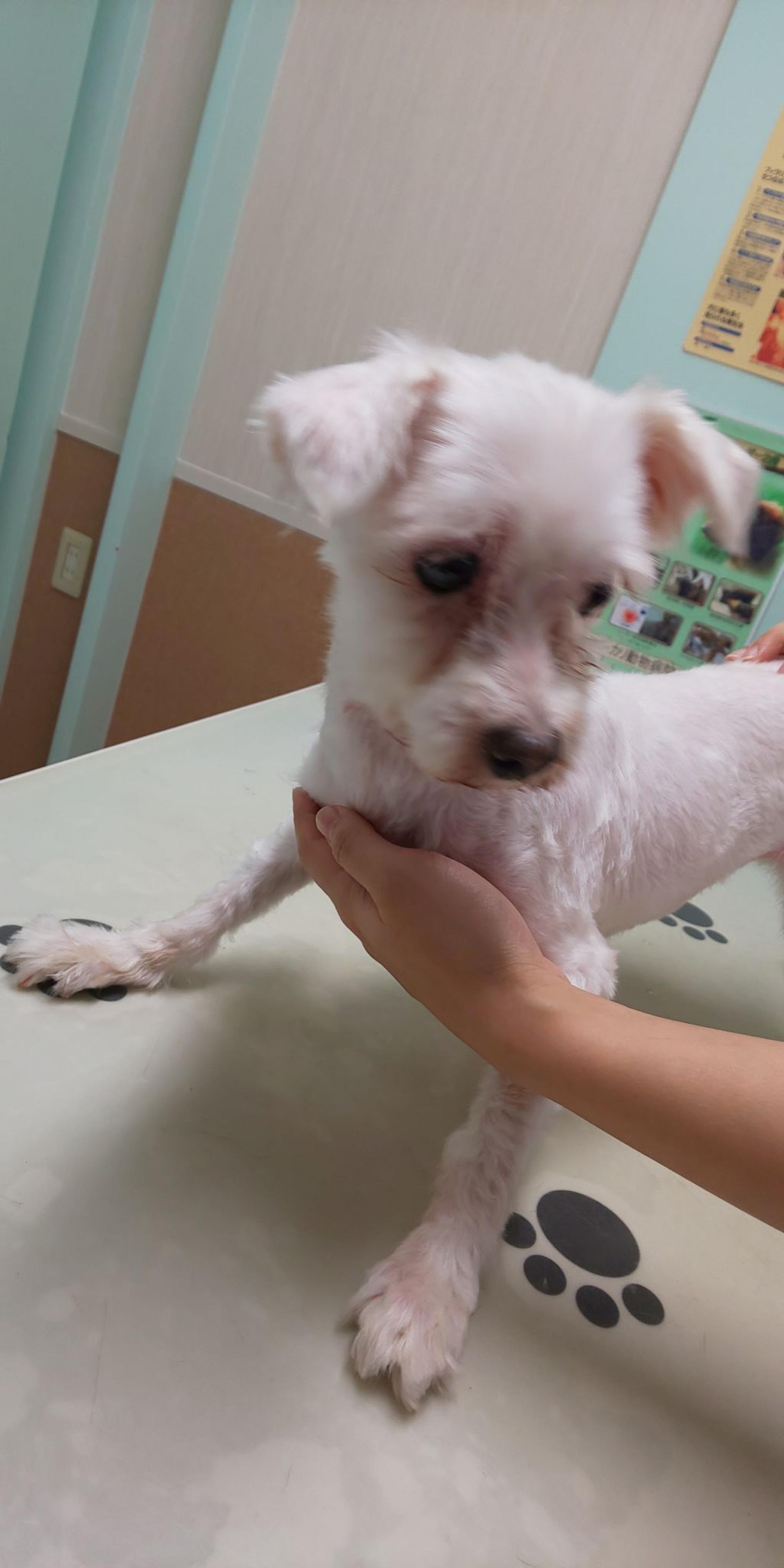 pet-image-3
