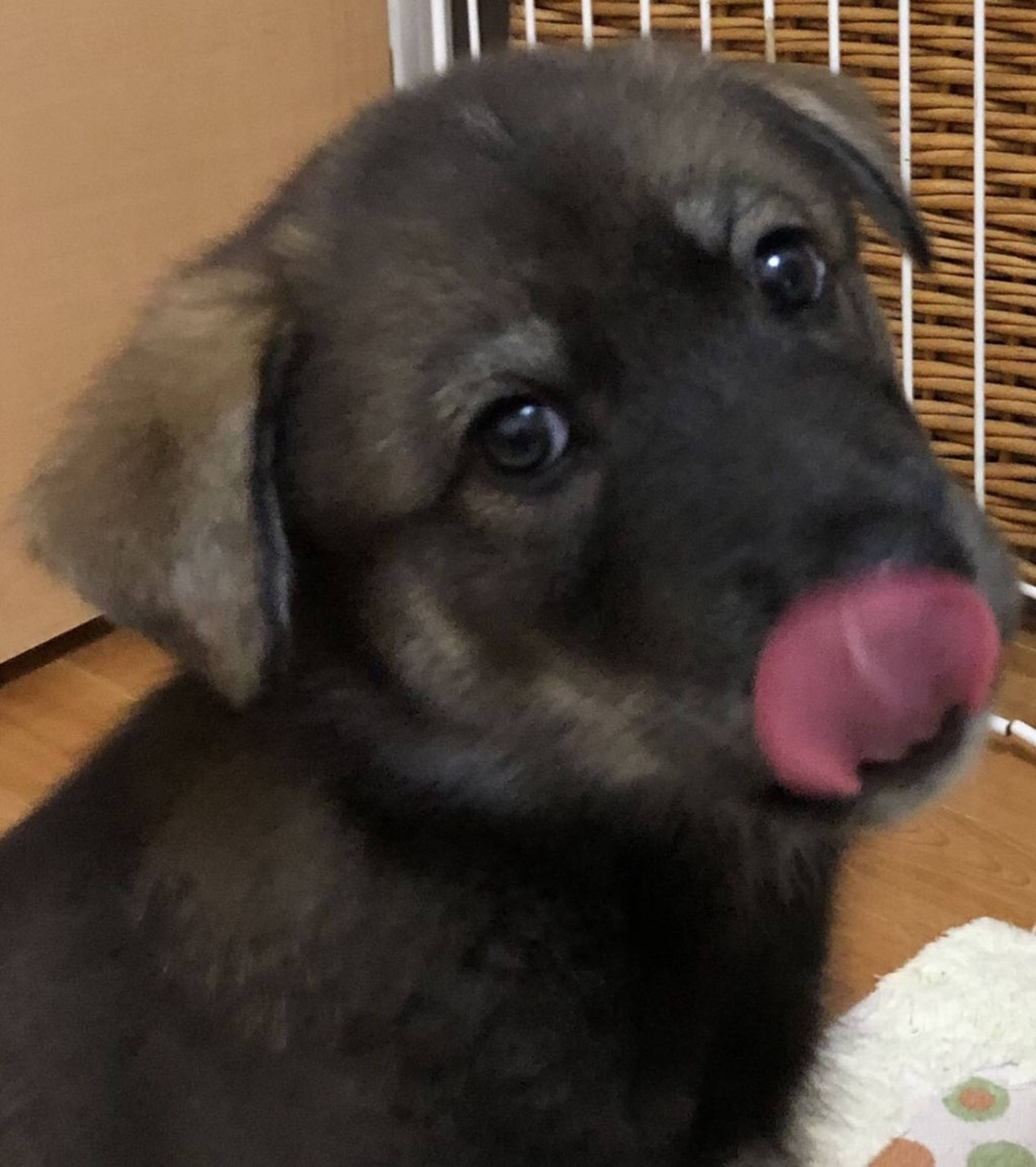 雑種（ミックス犬）・オスの里親募集の写真